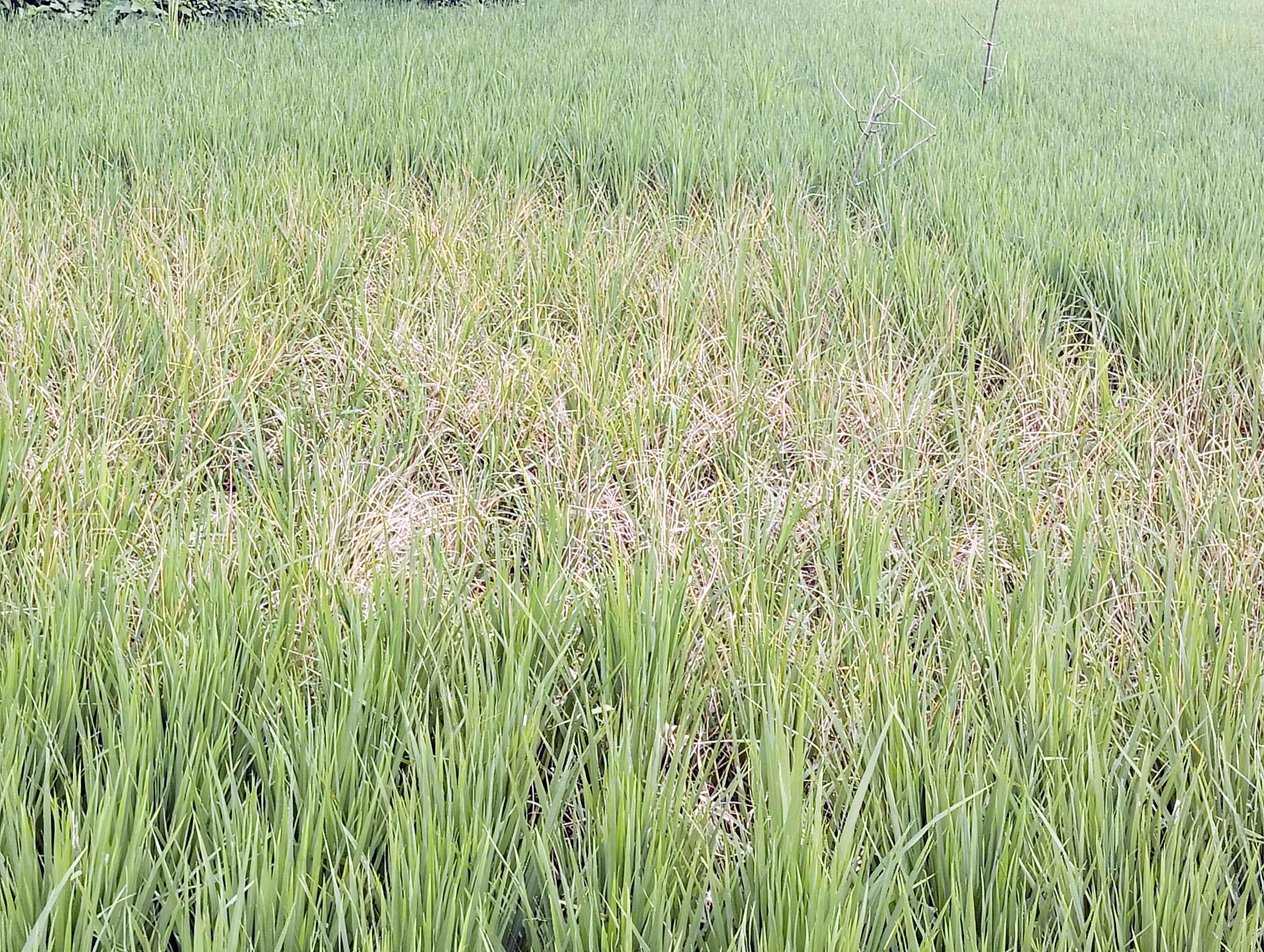 কটিয়াদীতে ধানক্ষেতে মাজরা পোকা ও ইঁদুরের আক্রমণ