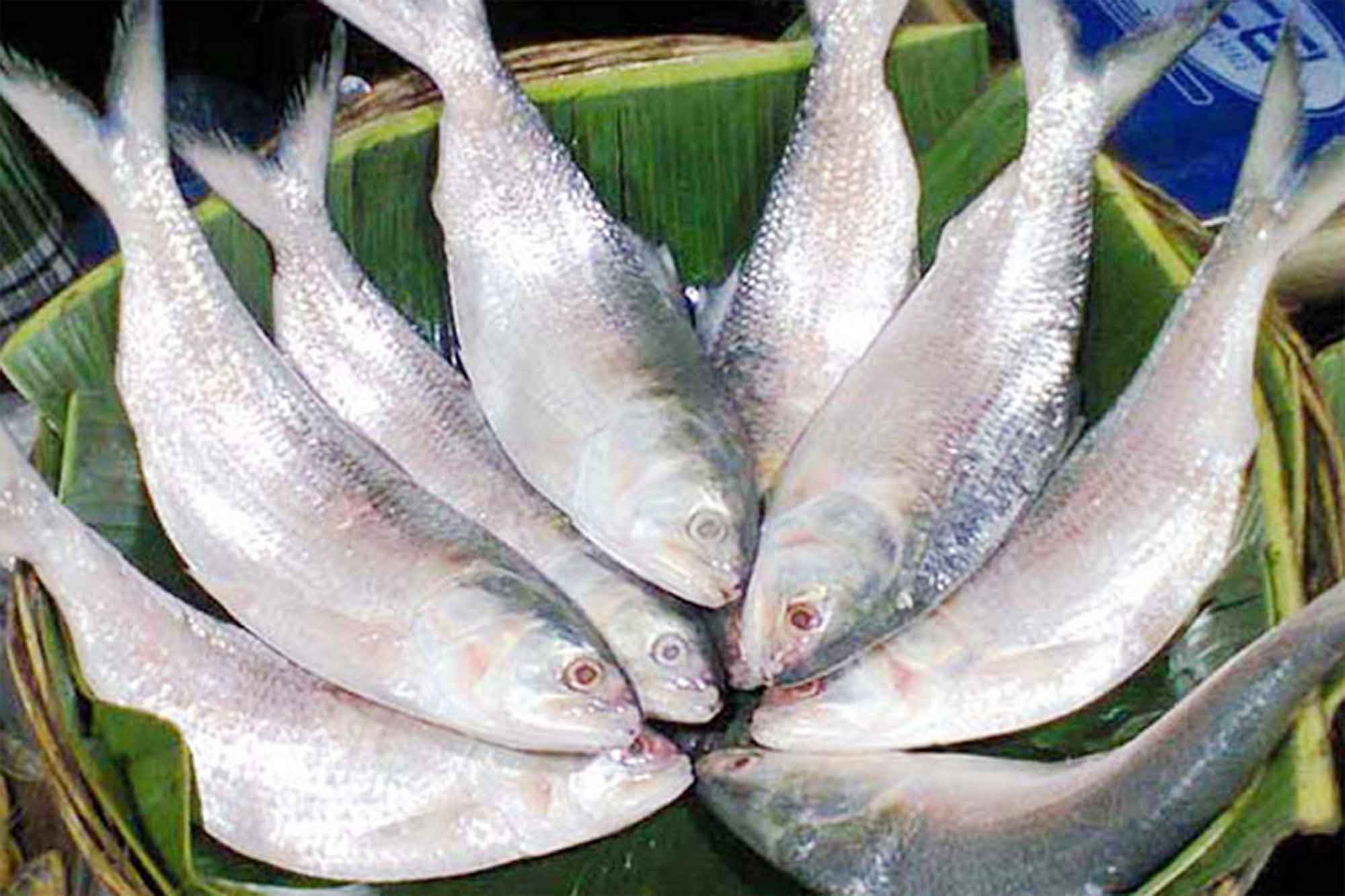 মা ইলিশ রক্ষায় মৎস্য বিভাগের অভিযান