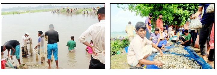 ঠাকুরগাঁওয়ের বুড়ির বাঁধে মাছ ধরা উৎসব