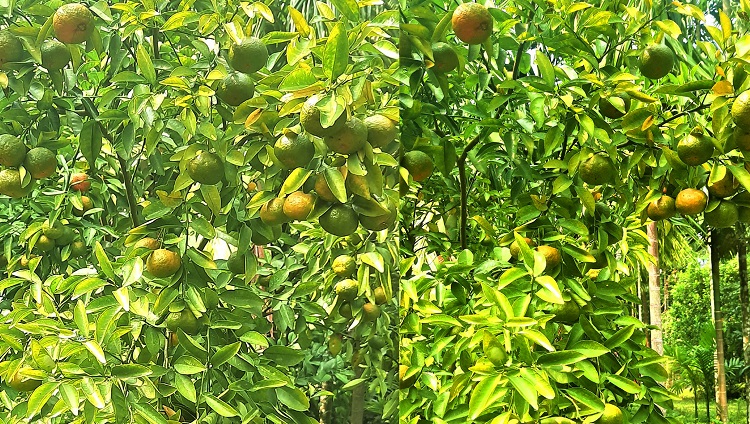 ভোলায় মফিজের মাল্টা-কমলা চাষের ম্যাজিক