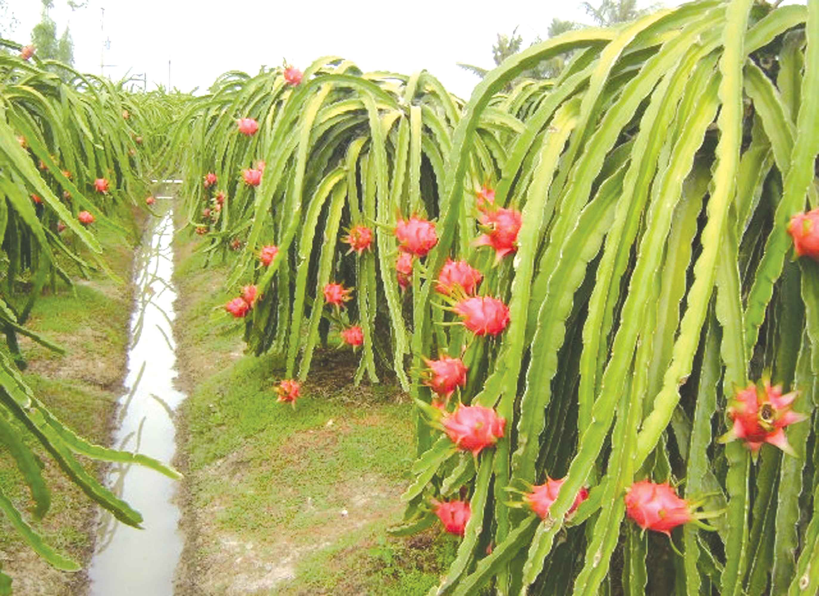 ফলদবৃক্ষের সমাহারে পরিপূর্ণ জার্মপস্নাজম সেন্টার