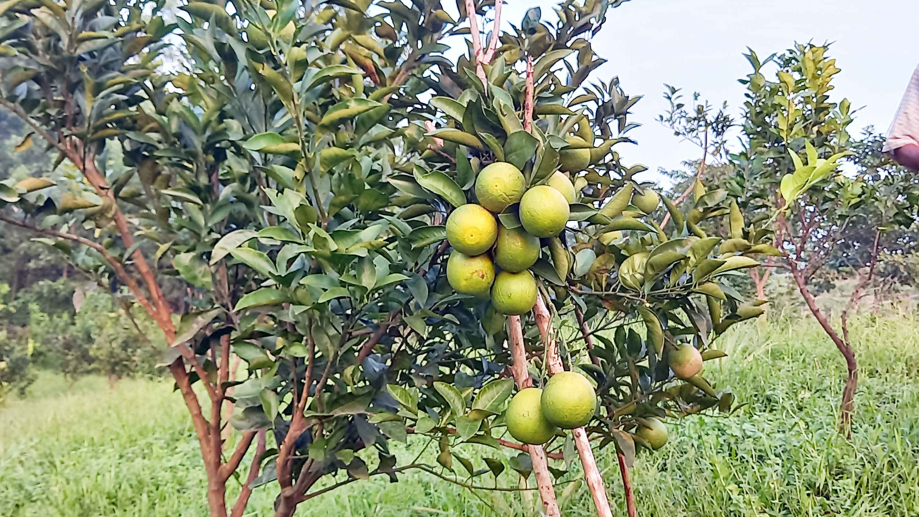 জুড়ীতে মাল্টা চাষে আগ্রহ বেড়েছে পাহাড়ি চাষিদের