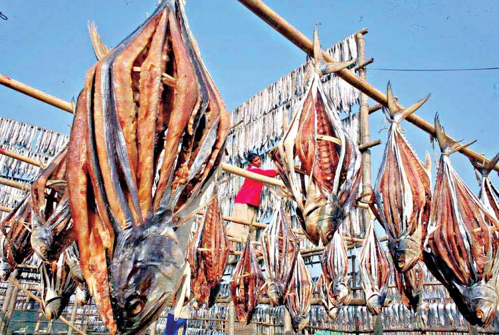 কক্সবাজারে শুঁটকি উৎপাদনের ধুম