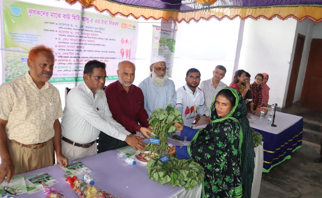 উচ্চ ফলনশীল বাউ মিষ্টি আলু-৫ পেলেন ১০০ জন কৃষক