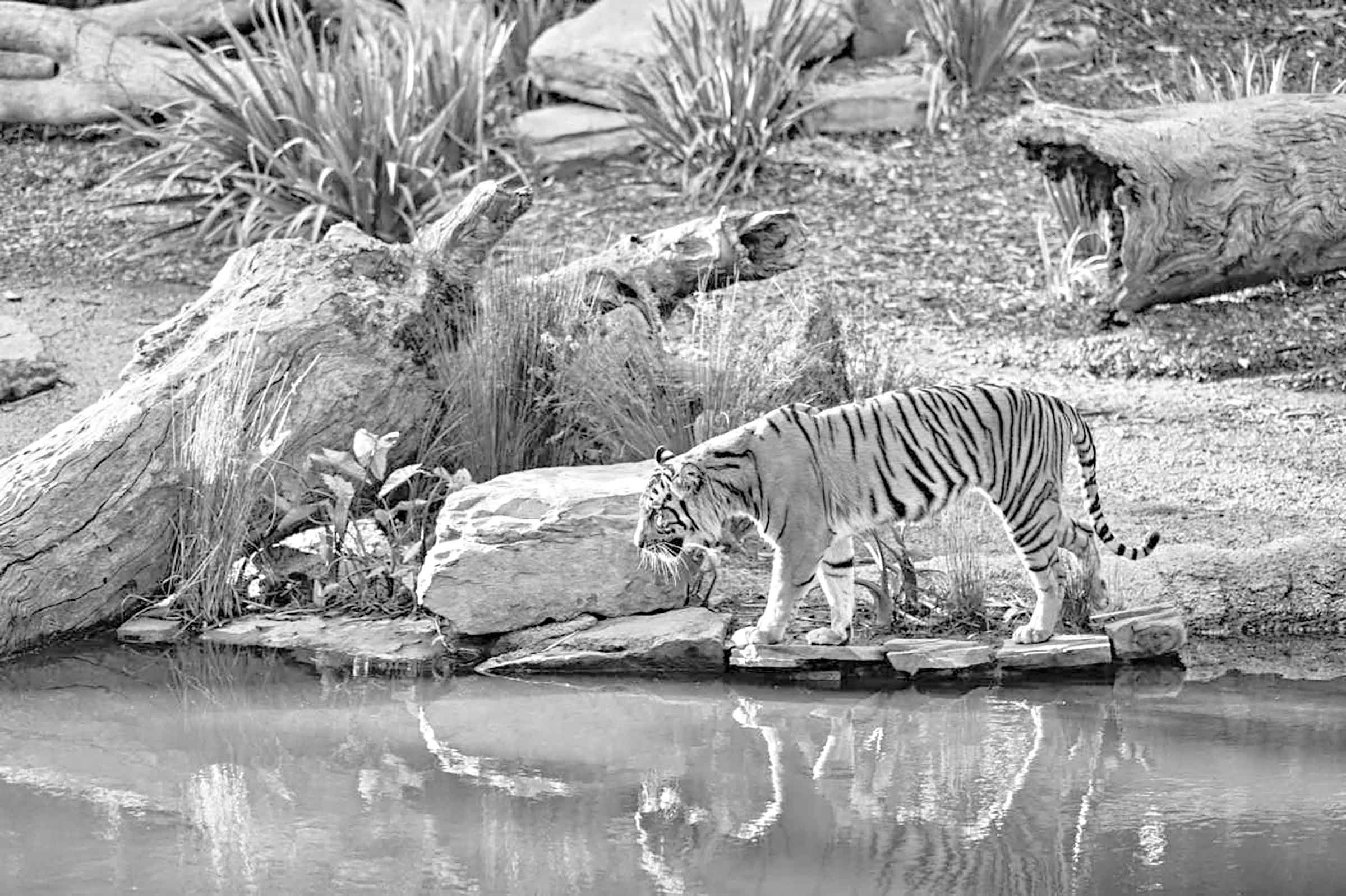 একাদশ শ্রেণির ইংরেজি প্রথমপত্র