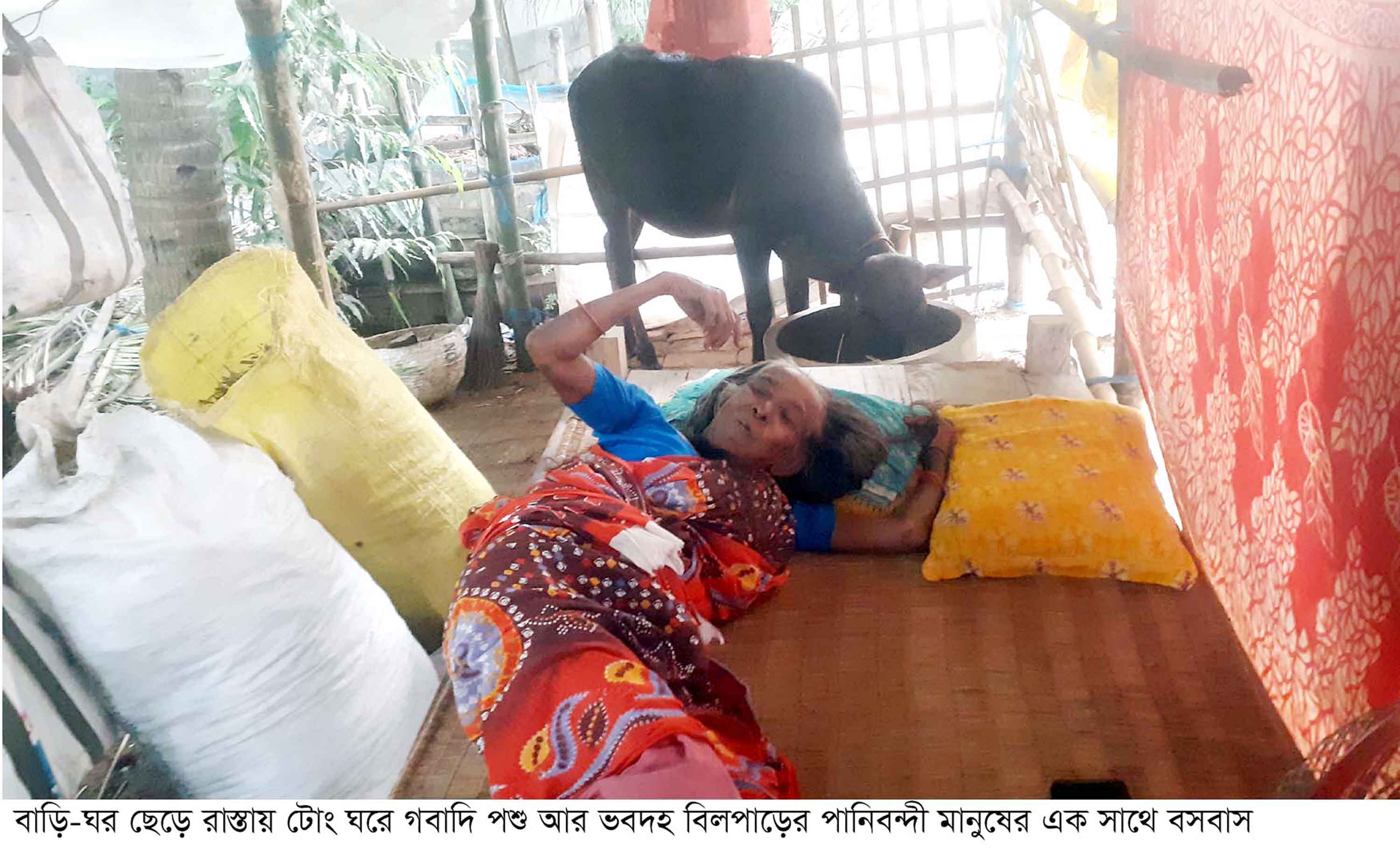 বন্যায় ভবদহের পানিবন্দি এলাকায় মানুষ ও পশুর সহাবস্থান