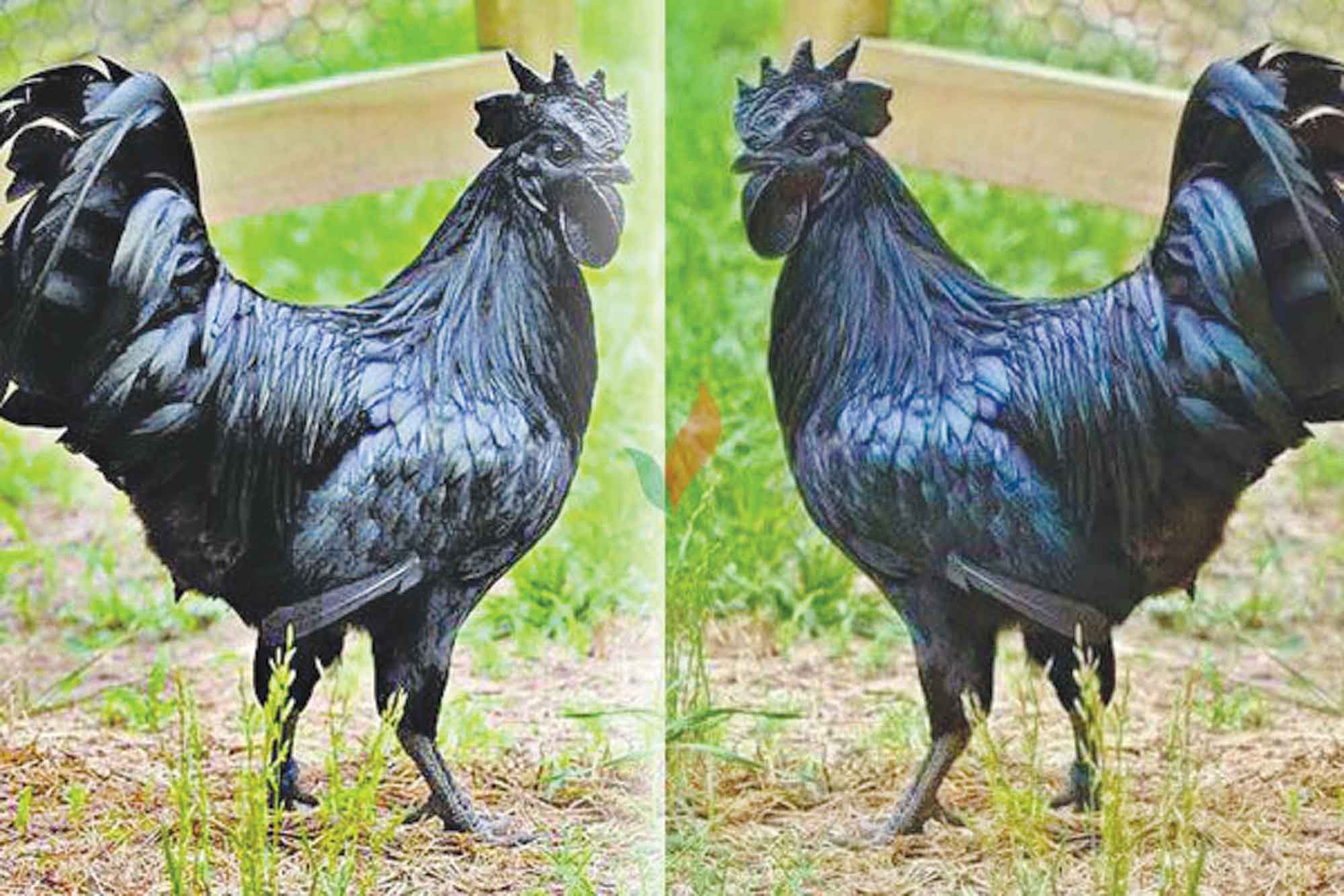 'কাদাকনাথ মুরগি' পালনে হতে পারেন কোটিপতি