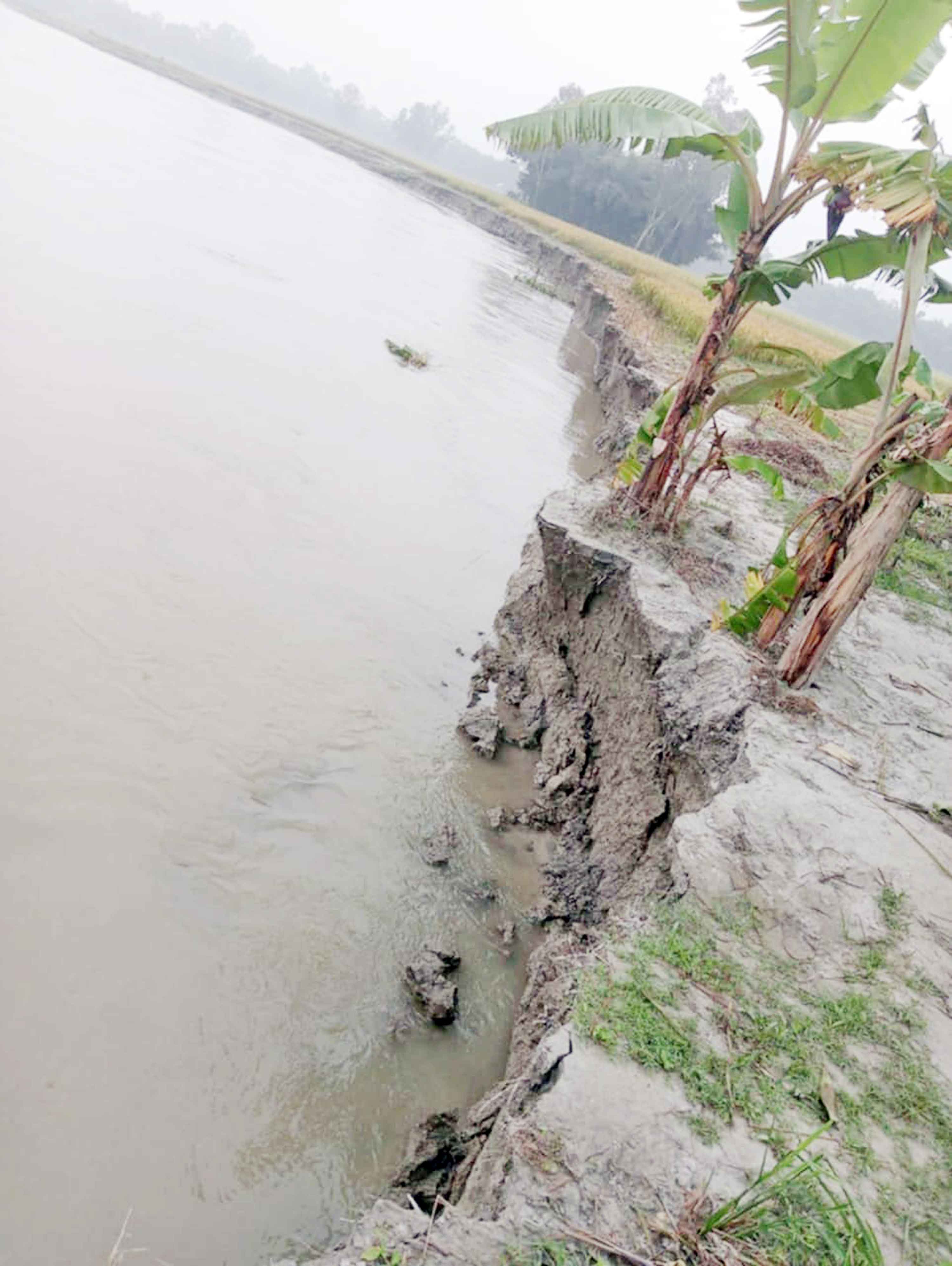 তিস্তার ভাঙনে দিশেহারা নদীপাড়ের মানুষ