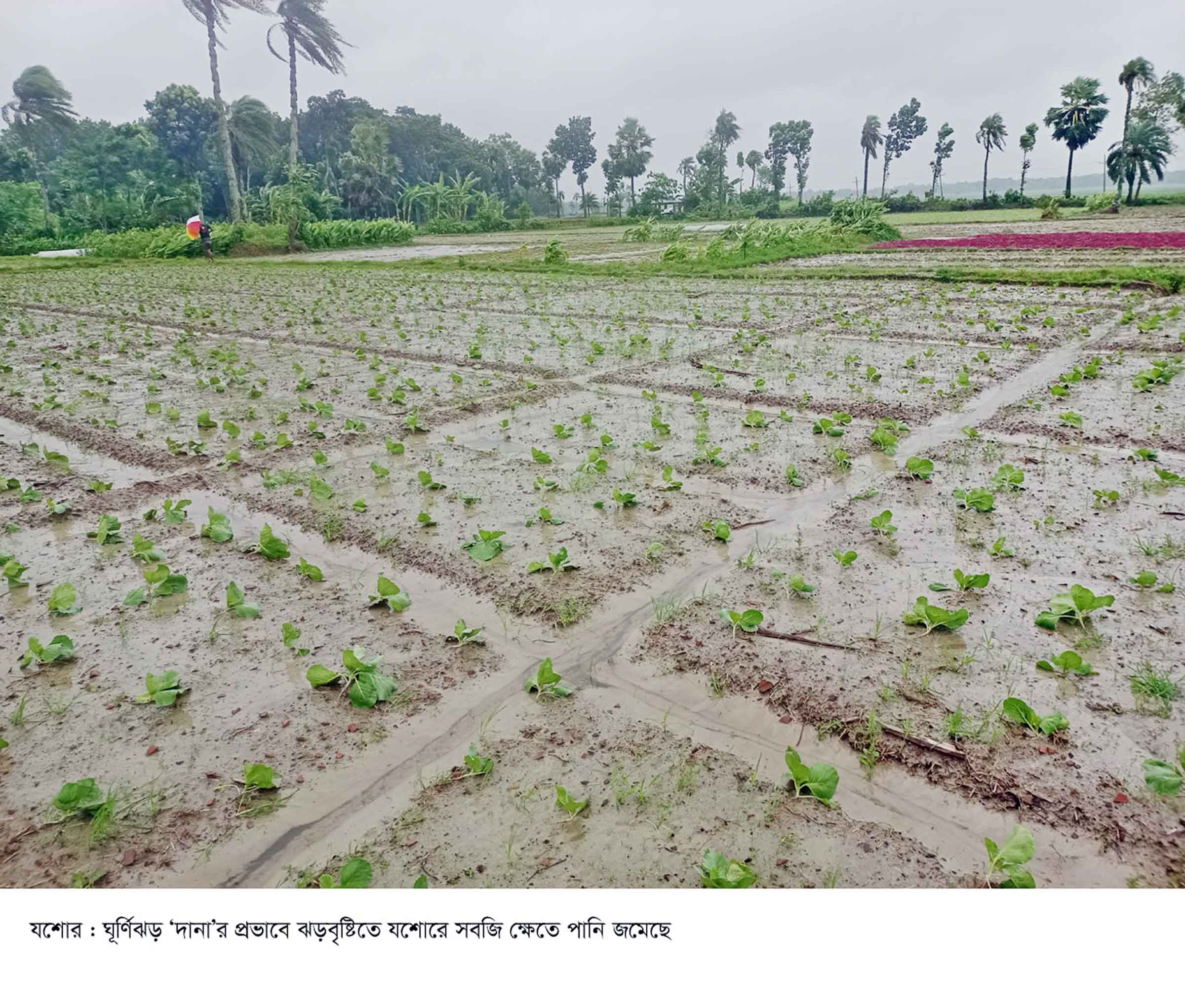 যশোরে সবজি ক্ষেতে পানি হেলে পড়েছে আমন ধান