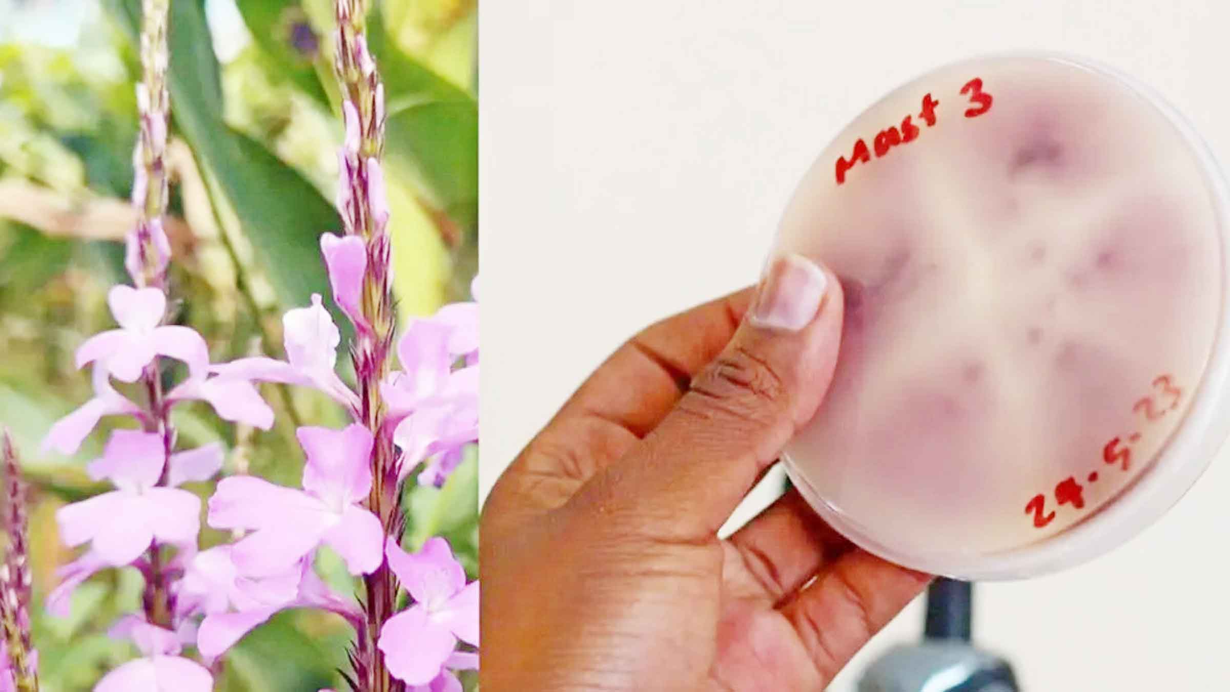 বিপজ্জনক ছত্রাক নিয়ে দুশ্চিন্তা