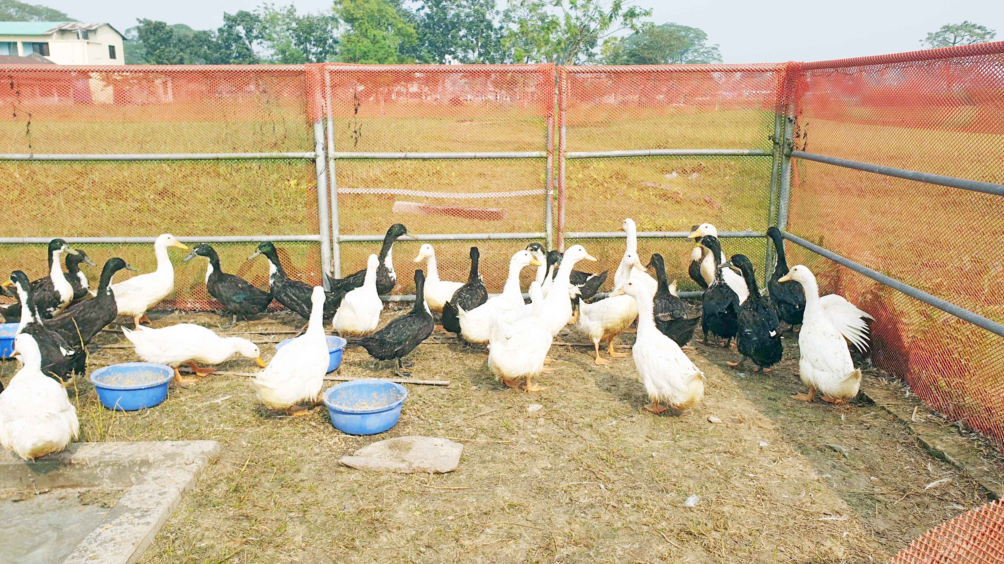 বাউ বস্ন্যাক অ্যান্ড হোয়াইট সম্ভাবনাময় সংকর জাতের উৎপাদন প্রকল্প