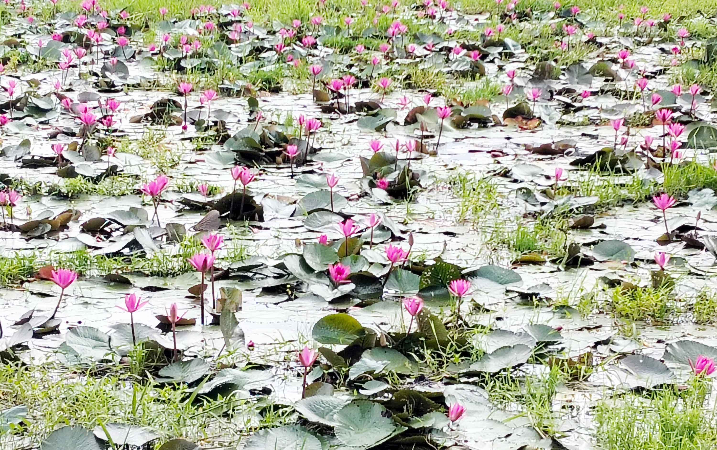 কটিয়াদীতে লাল শাপলা ফুলে রঙিন মরা নদী
