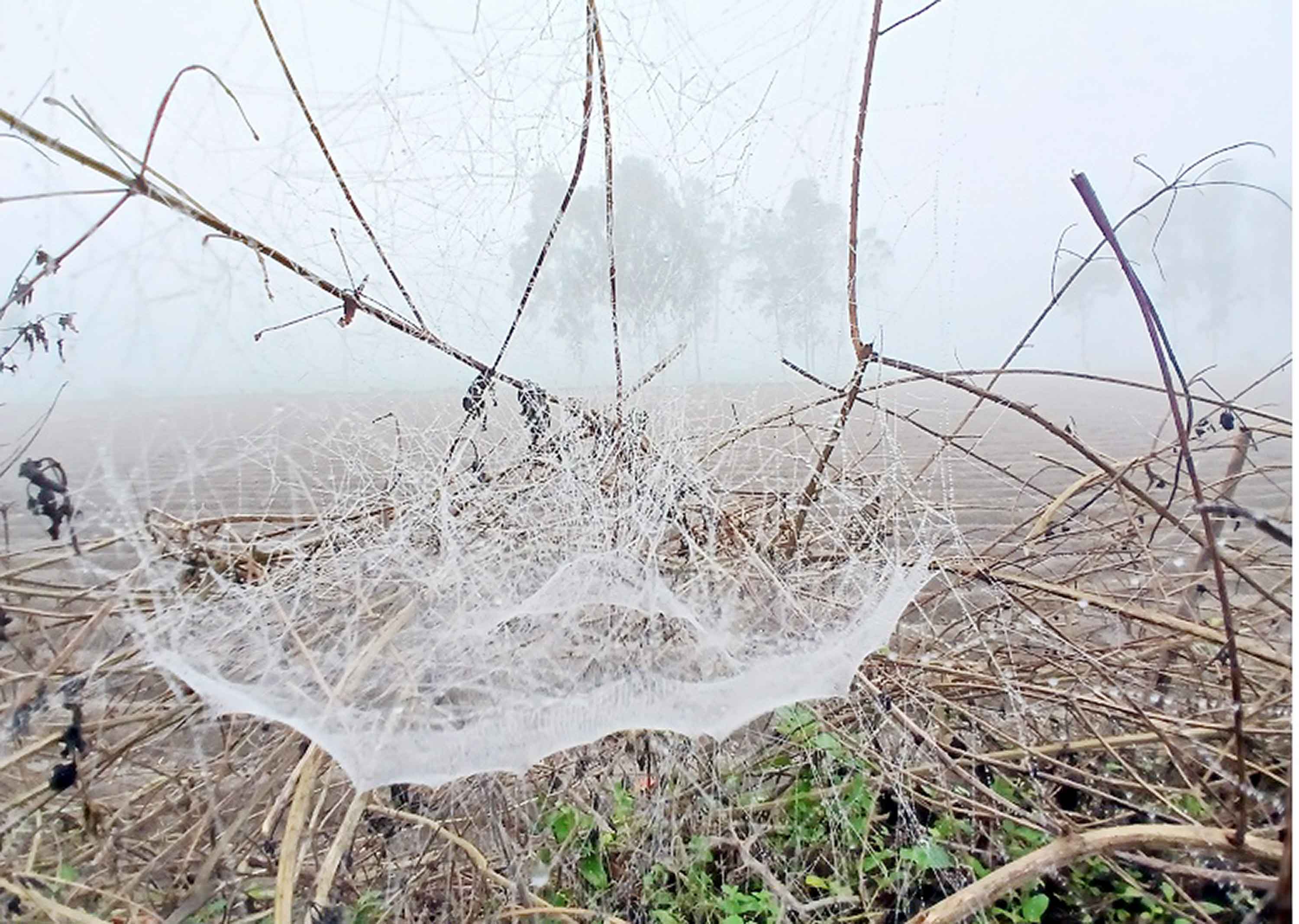 কুয়াশা ও শিশির বিন্দু জানান দিচ্ছে শীতের আমেজ