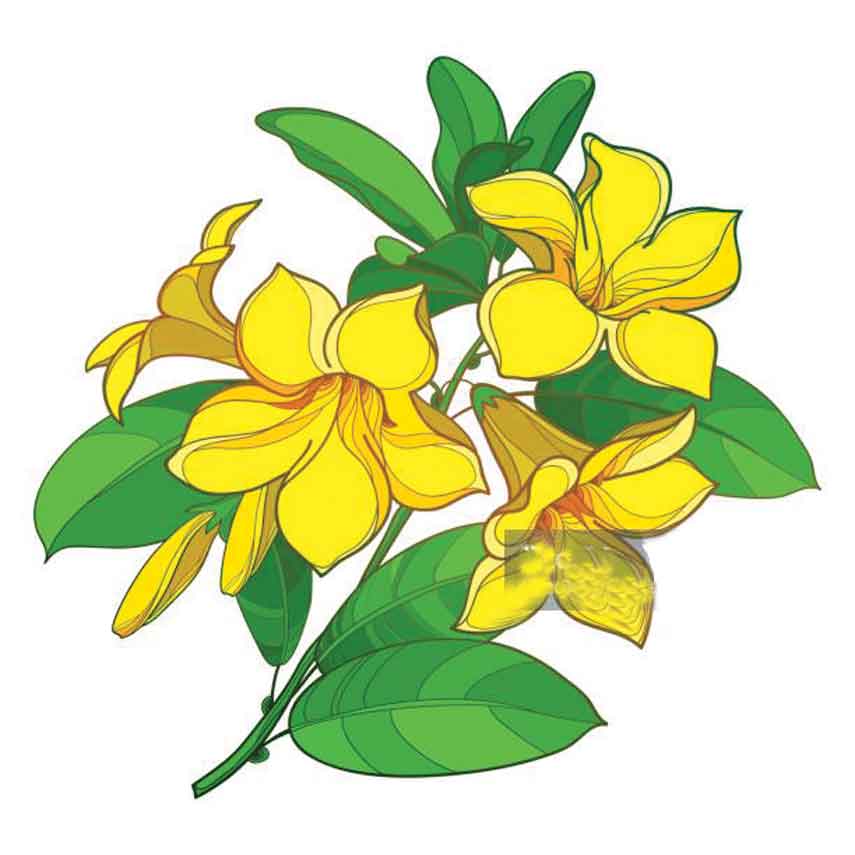 ছাতিম ফুল