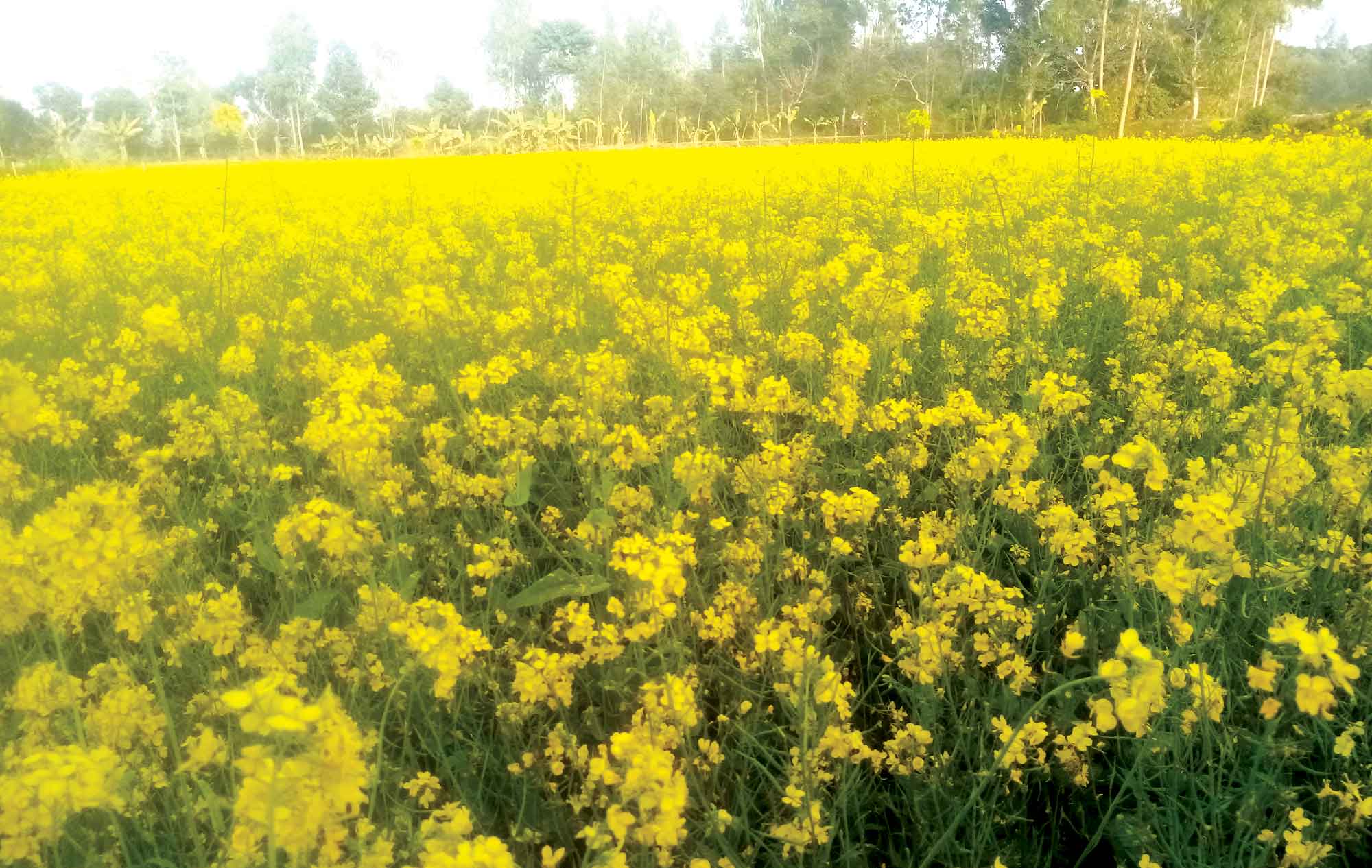 দক্ষিণাঞ্চলে বিনা উদ্ভাবিত সরিষা চাষের সম্ভাবনা