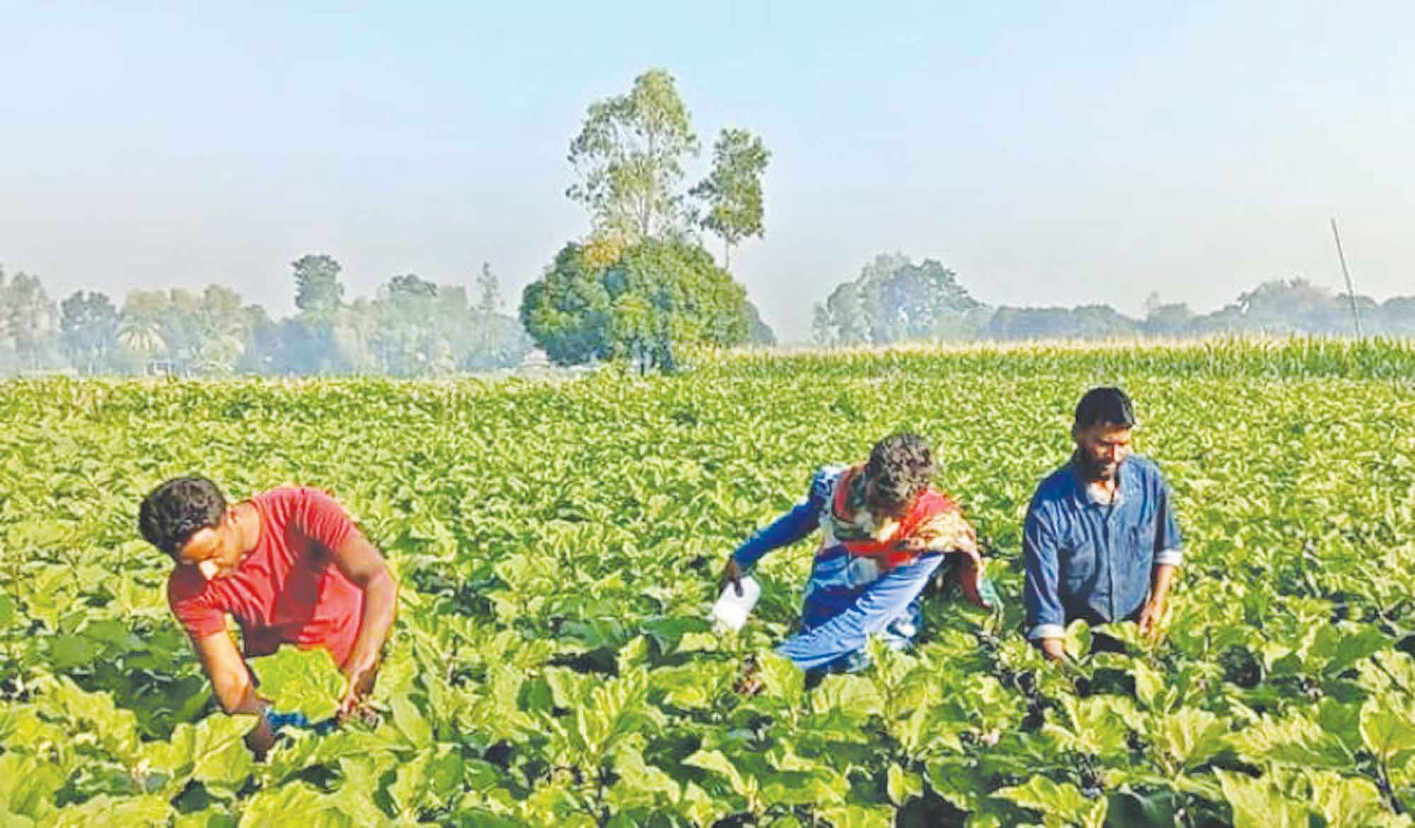 রবি মৌসুমের সবজি চাষ ও রোগবালাই দমন ব্যবস্থাপনা