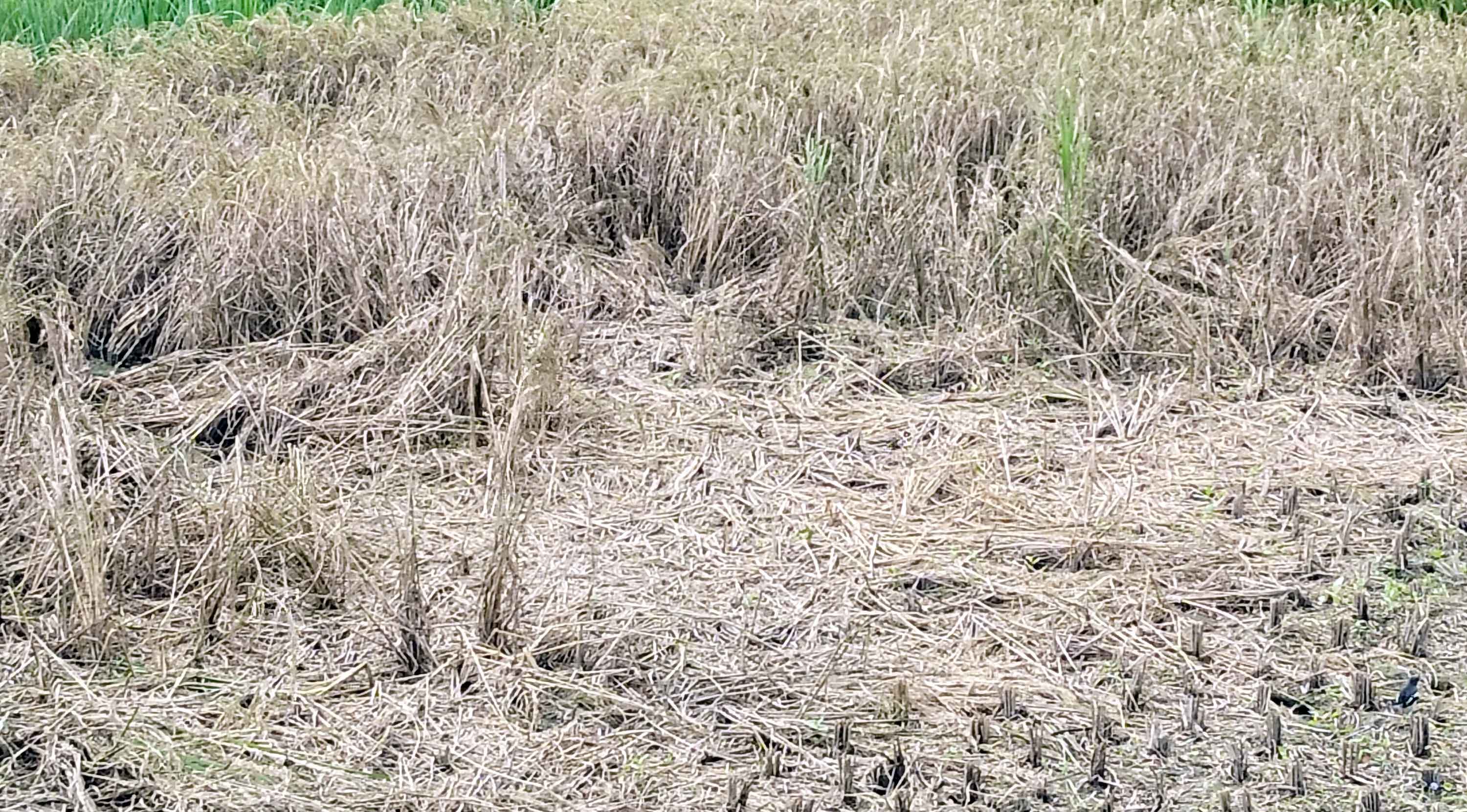 কটিয়াদীতে নতুন জাতের ধান রোপণ করে কপাল পুড়ল কৃষকের