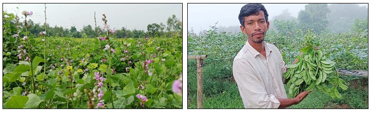 পাহাড় ও সমতলে শিমের মাচায় রঙিন ফুলের সমারোহ