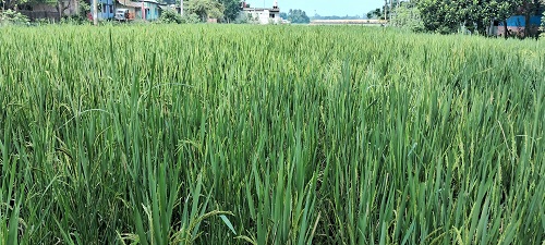 পার্বতীপুরে দুলছে রোপা-আমনের শীষ