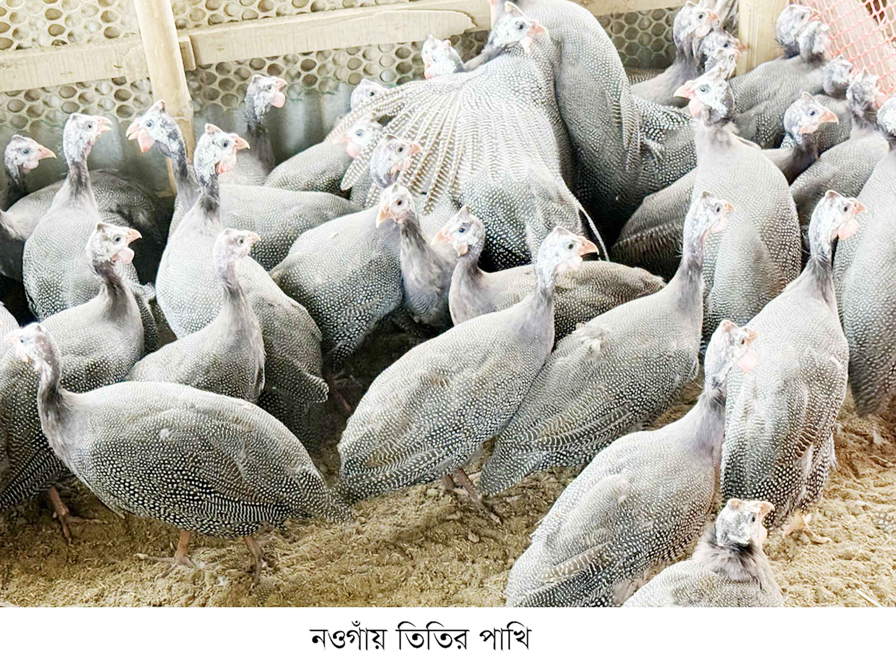 নওগাঁয় তিতির পাখি পালনে সফলতা