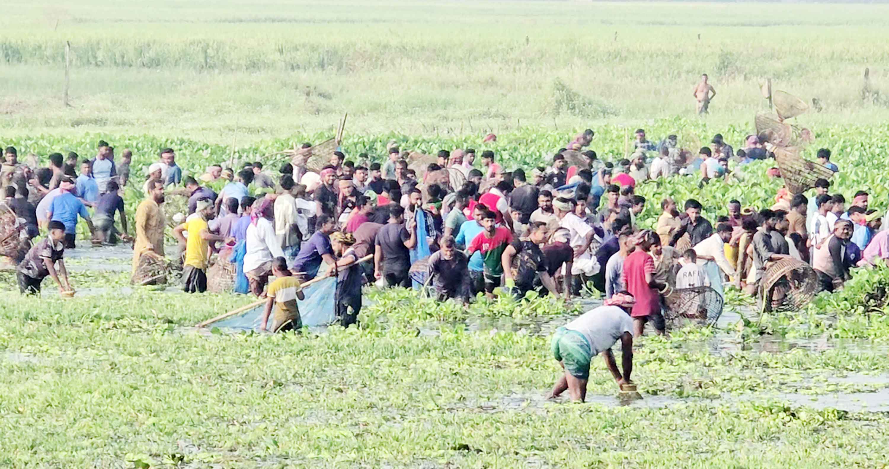 ফরিদপুরে হারিয়ে যাওয়া 'পলো বাওয়া উৎসবে' মানুষের ঢল