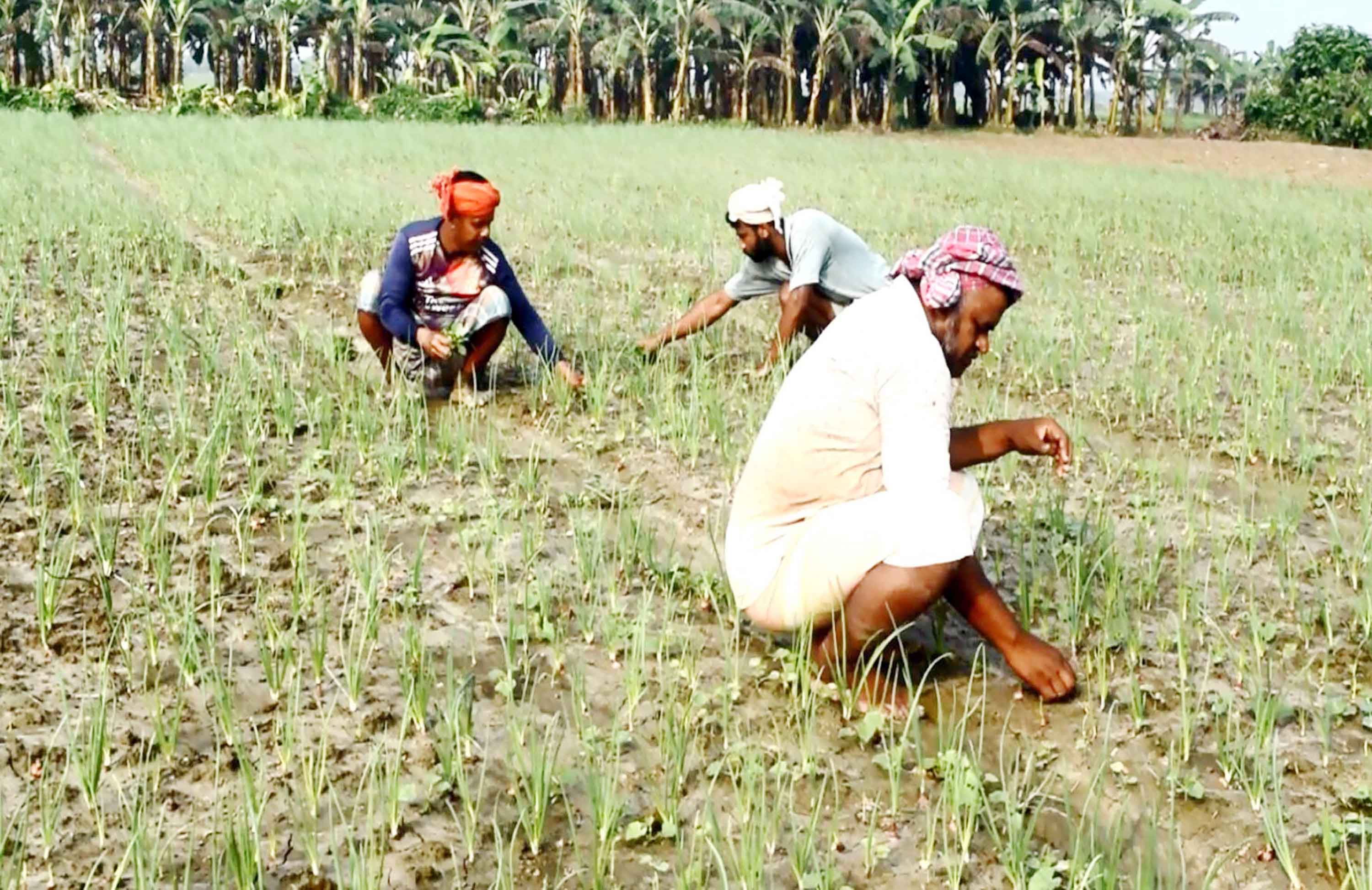 ঈশ্বরদীতে ৯২০ হেক্টর জমিতে চাষ হচ্ছে মুড়িকাটা পেঁয়াজ