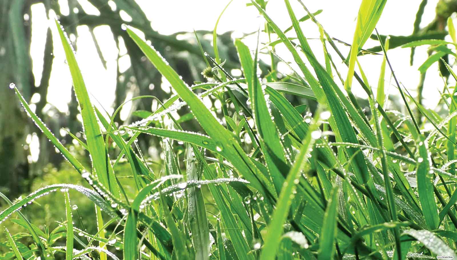 শীতের আগমনী বার্তা, হালকা বৃষ্টির পূর্বাভাস