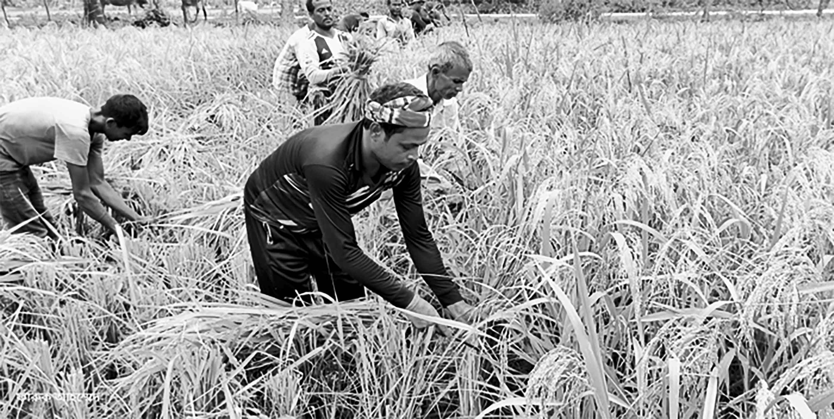 বাংলার পলস্নী নবান্ন উৎসবে মাতোয়ারা