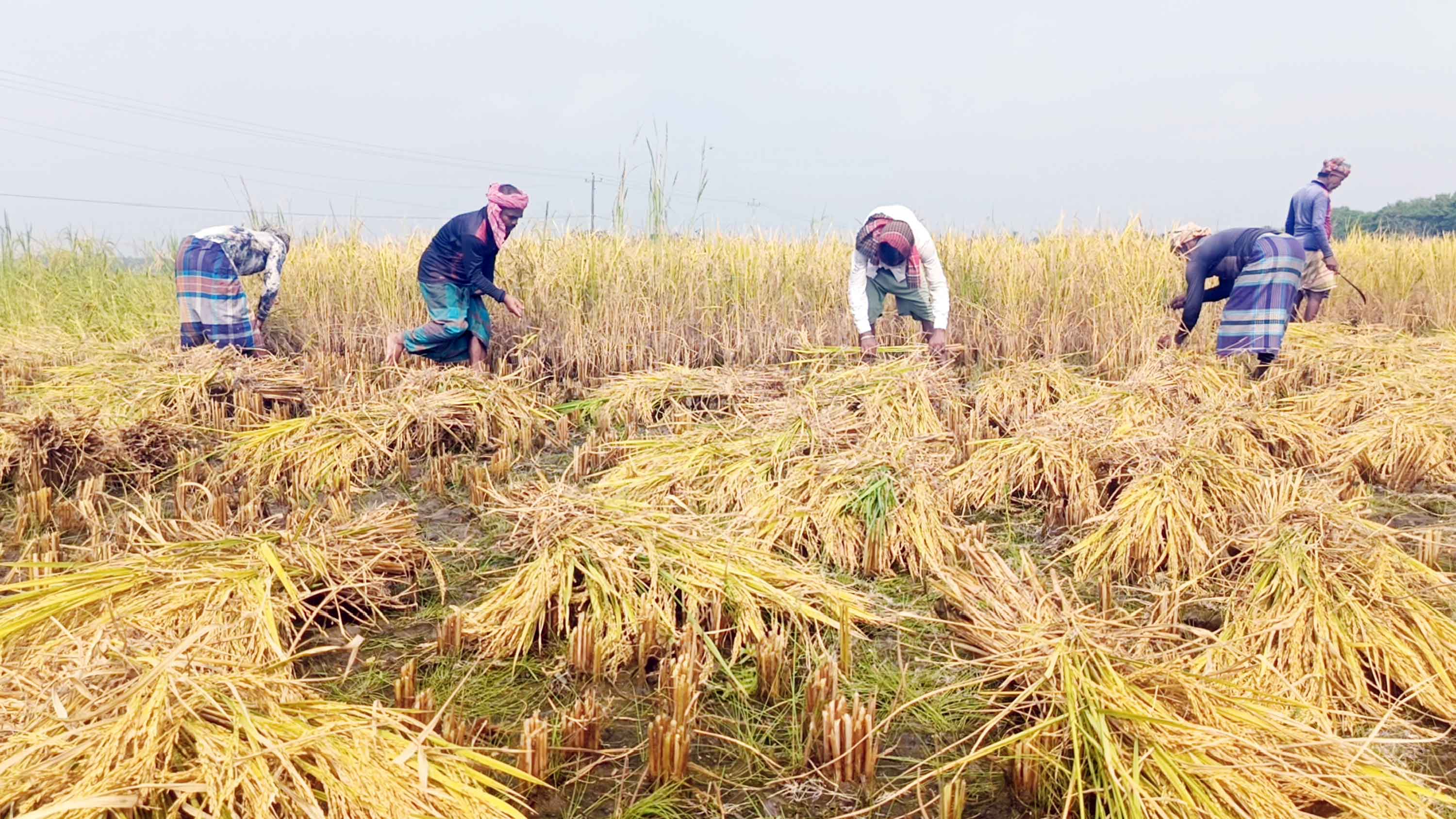 মাঠজুড়ে কৃষকের সোনালি স্বপ্নের ছড়াছড়ি