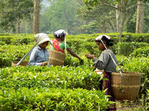 এনটিসির ১২ বাগান বন্ধ, শ্রমিক পরিবারে হাহাকার