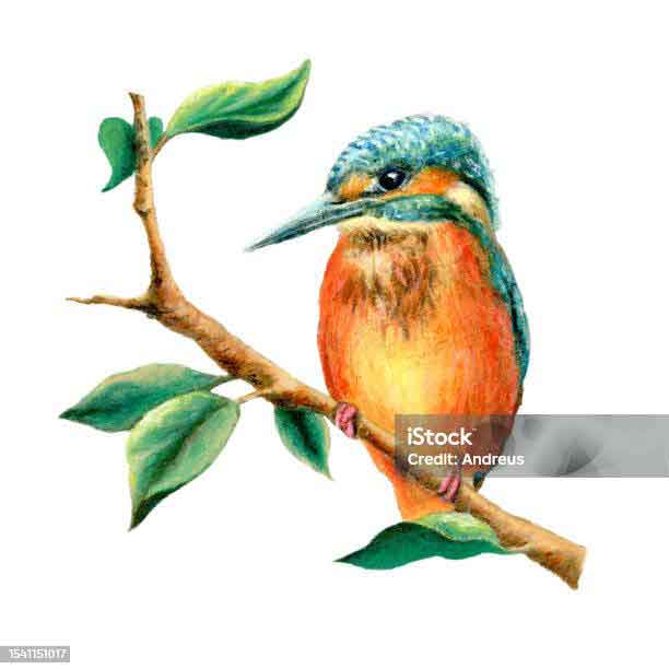 মাছরাঙা