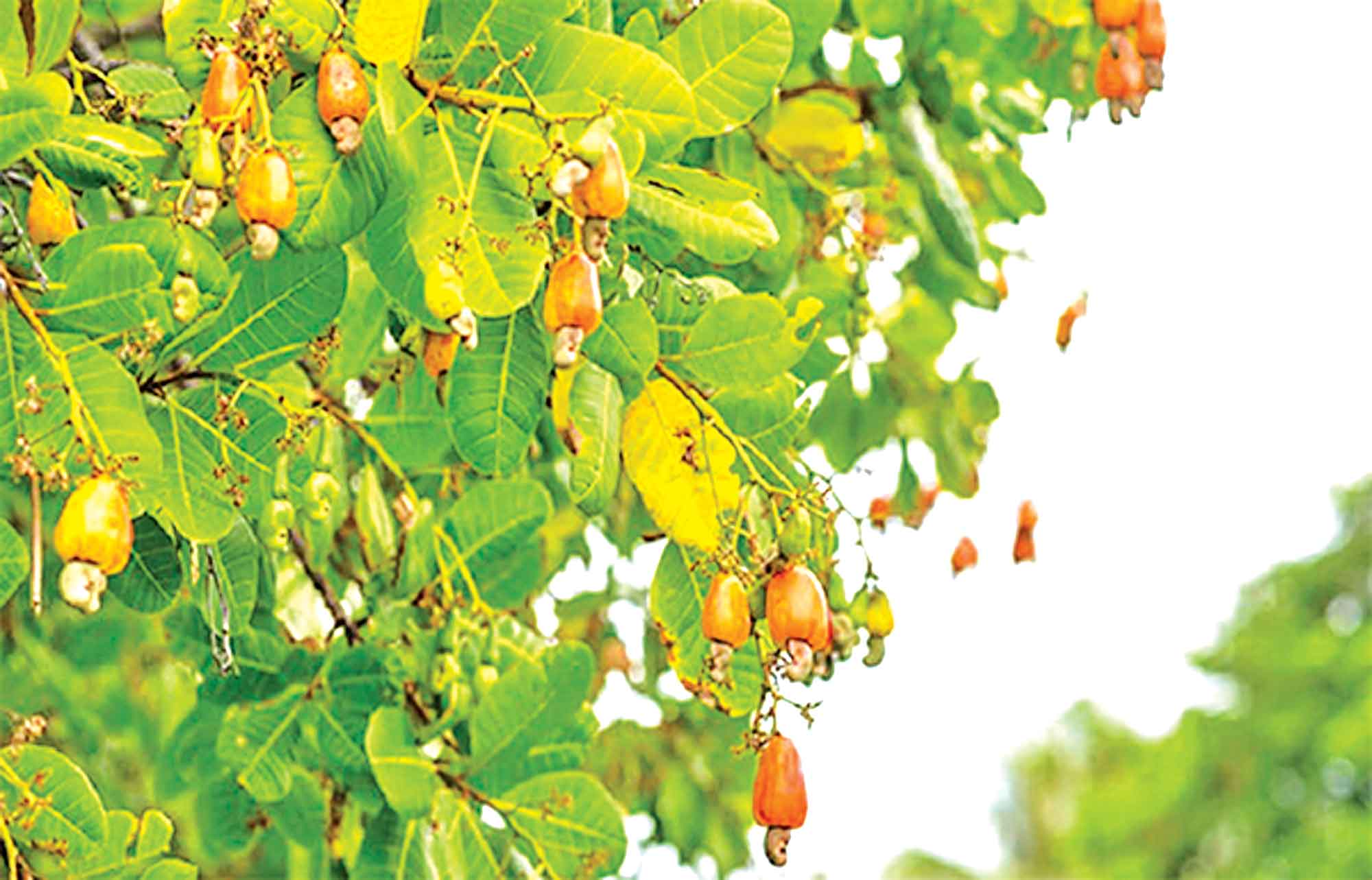 পাহাড়ের পর এবার সমতলেও সম্ভাবনাময় কাজুবাদাম