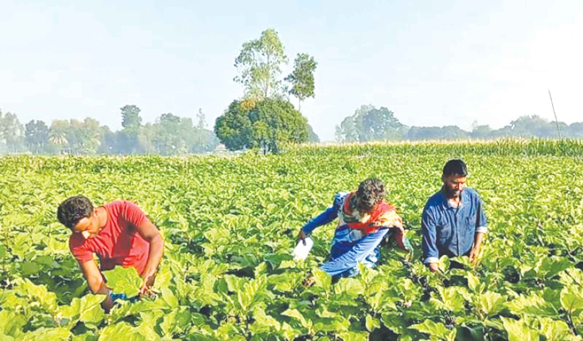রবি মৌসুমে সবজি চাষ ও রোগবালাই দমন কার্যক্রম
