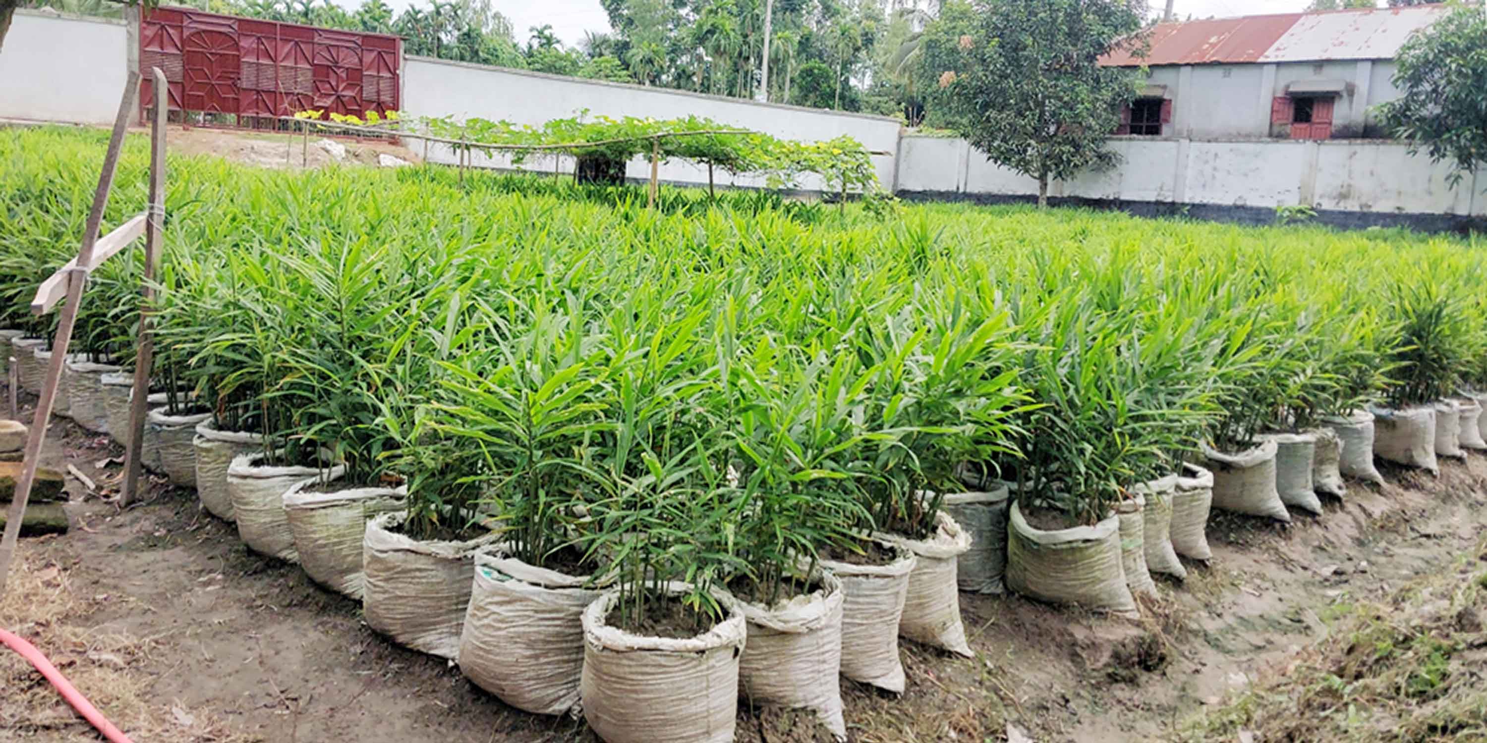 অর্থকরী ফসল হিসেবে বস্তায় আদা চাষে আশার আলো