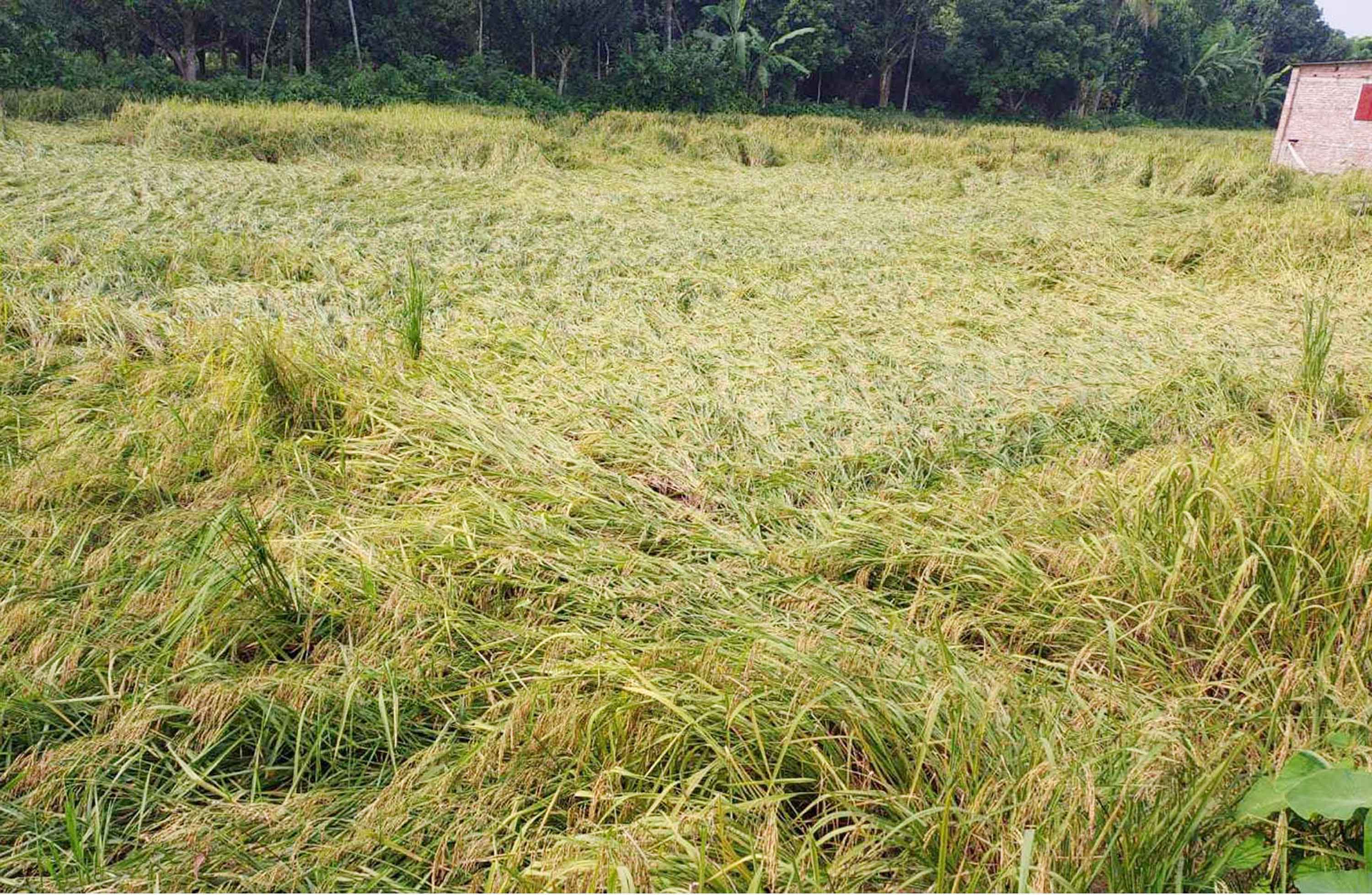 ভেড়ামারায় ঘূর্ণিঝড় দানার প্রভাবে মাঠে নুইয়ে পড়েছে আমন ধান