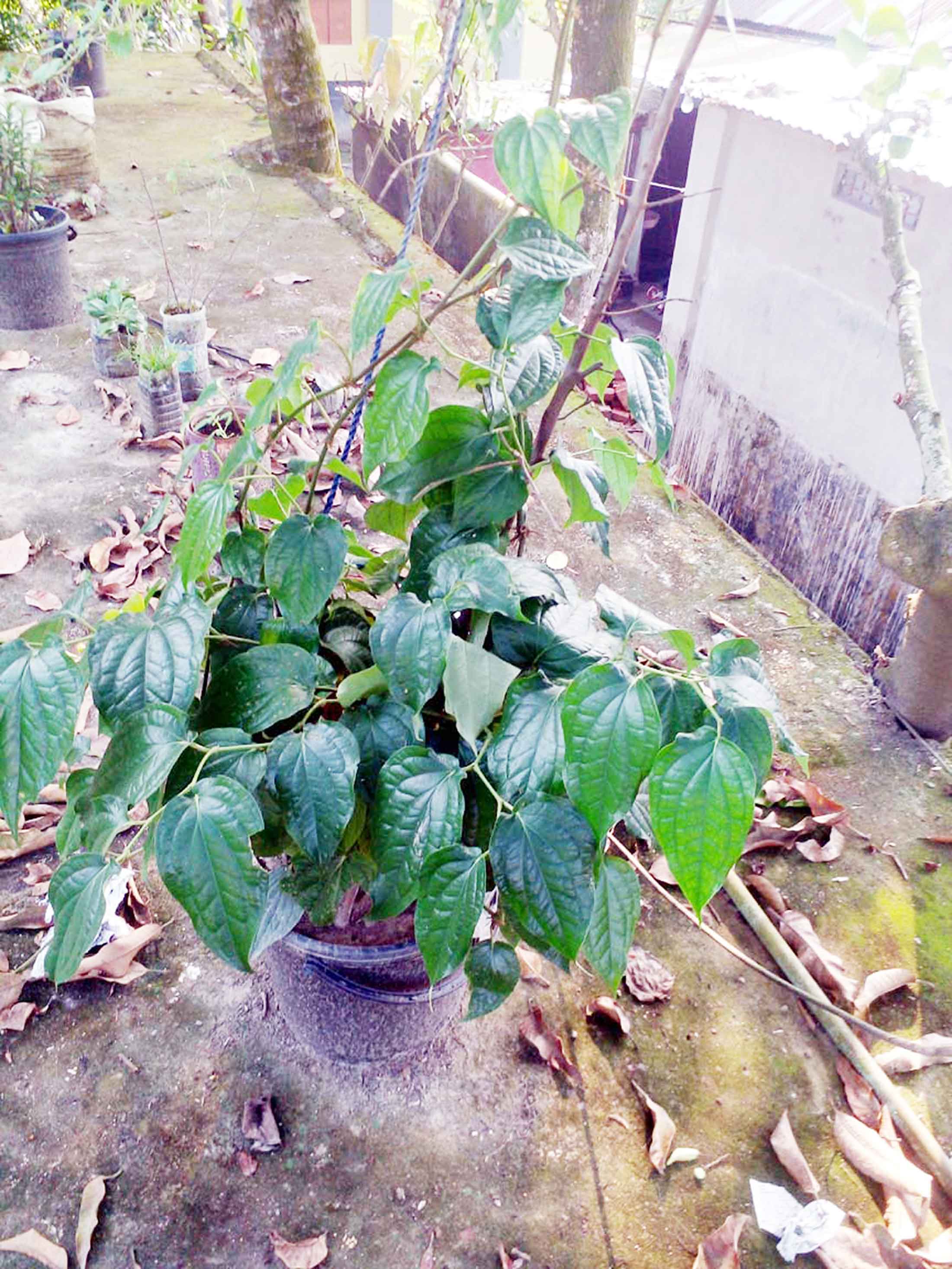 গাইবান্ধায় মরিচের বিকল্প চুইঝাল চাষ