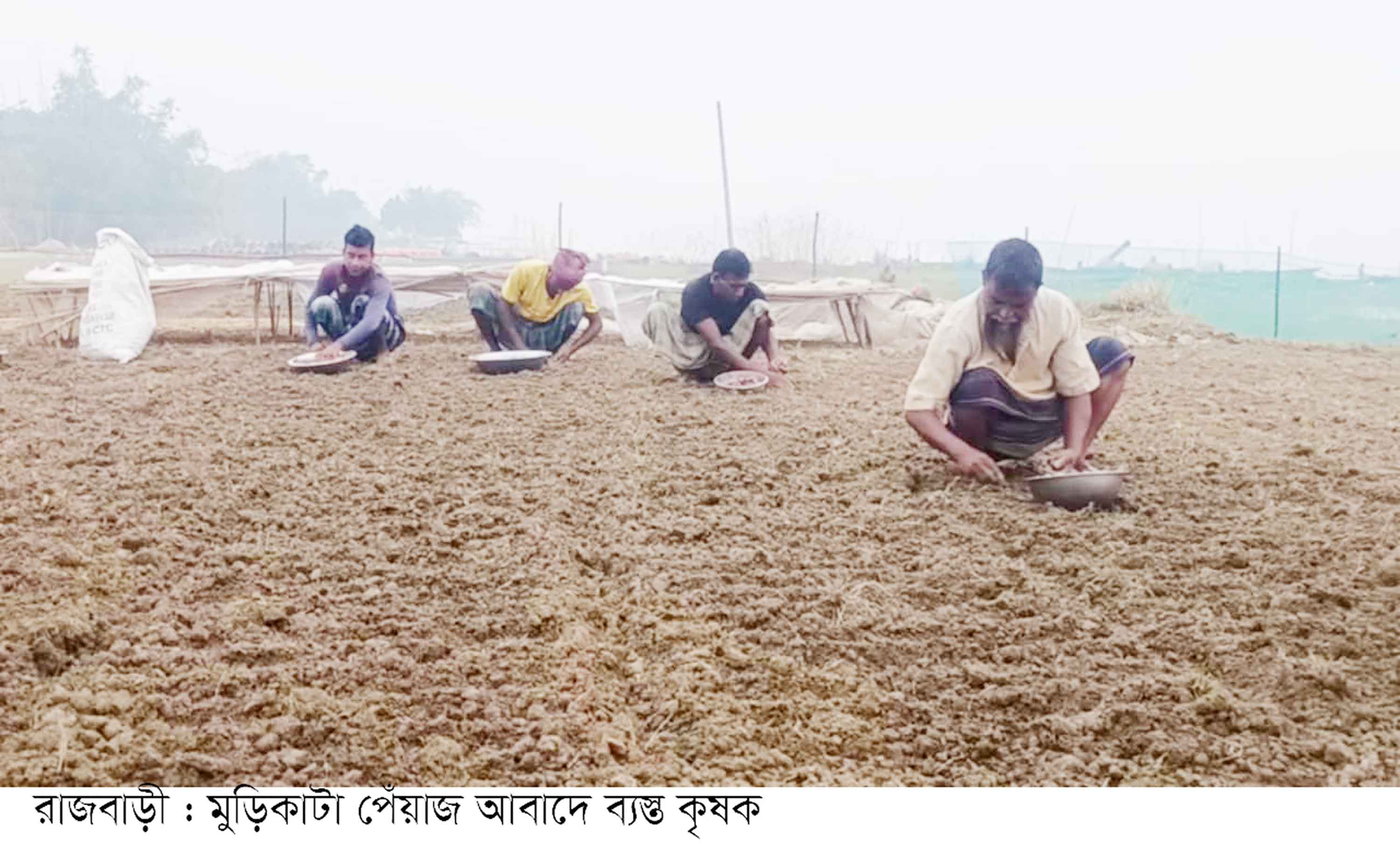 অসময়ের বৃষ্টিতে মুড়িকাটা পেঁয়াজ আবাদে বিলম্ব