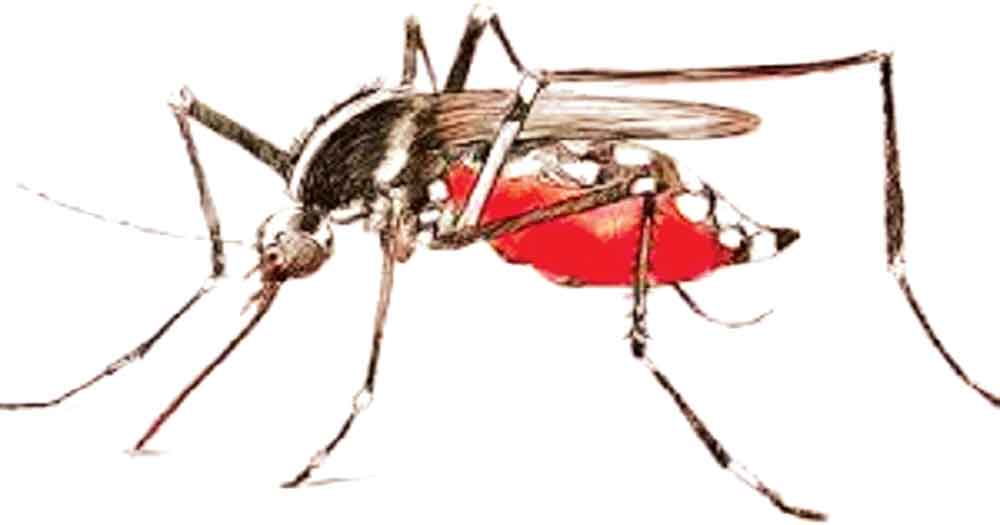 চট্টগ্রামের ২৩ এলাকা ডেঙ্গুর 'হটস্পট'