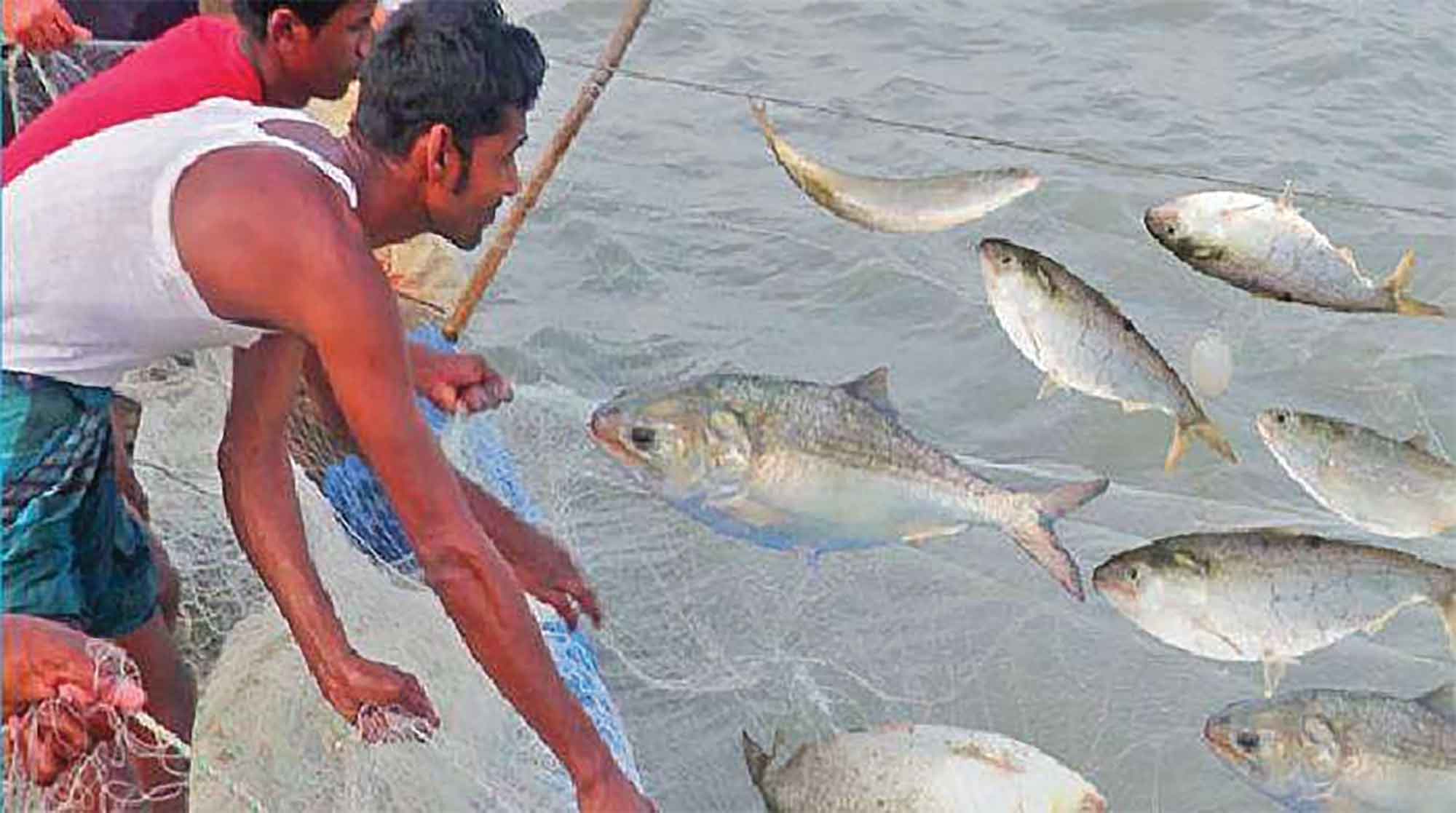 নিষেধাজ্ঞা শেষে ইলিশ শিকারে পদ্মায় জেলেরা