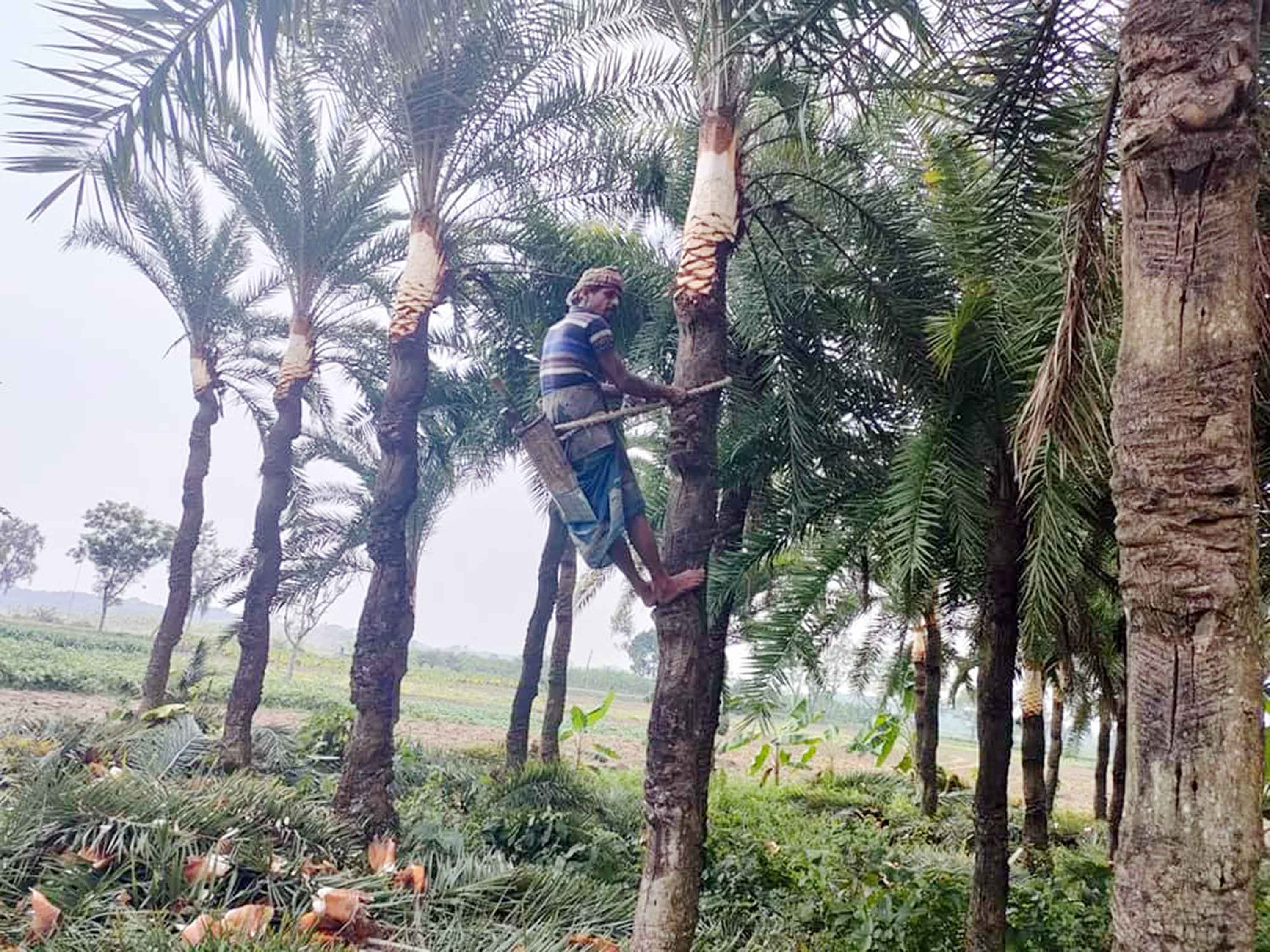 শিবচরে ঘনকুয়াশা জানান দিচ্ছে শীতের আগমন