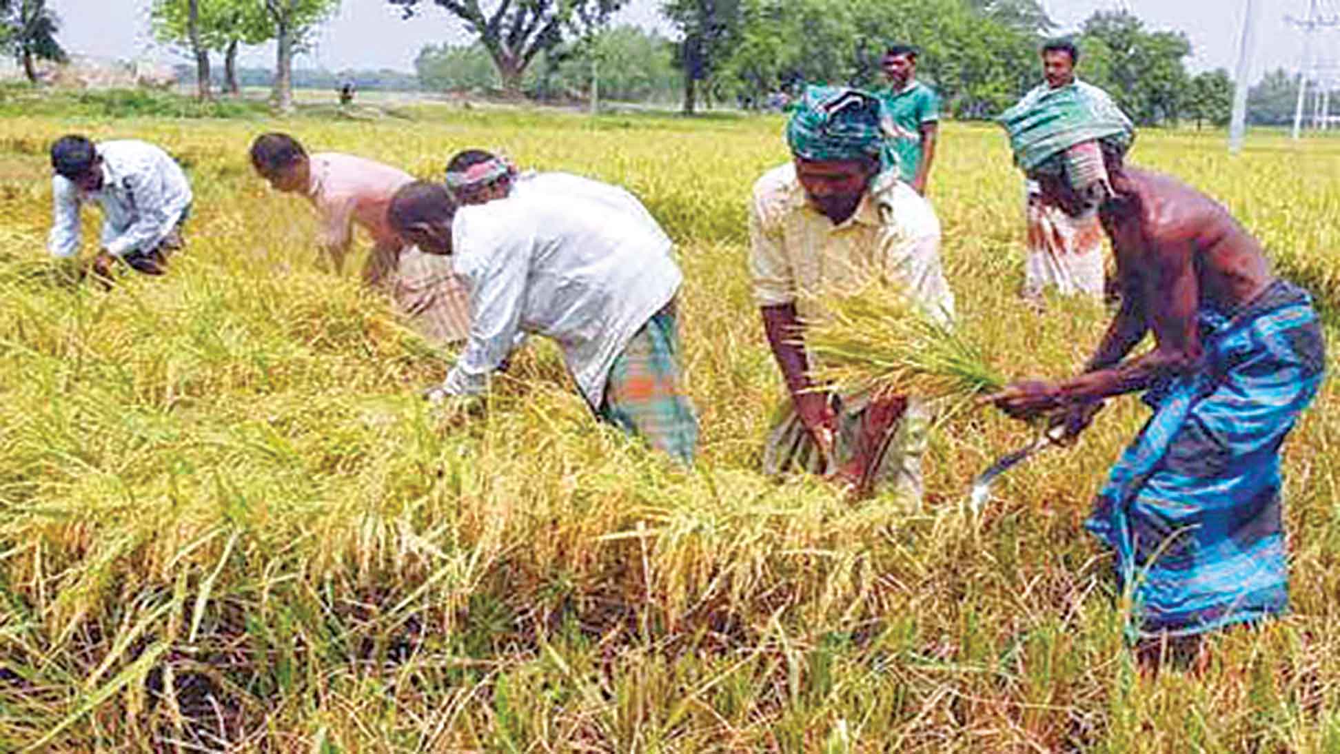 কৃষি প্রণোদনা ও পুনর্বাসনে ভাগ্য বদলাচ্ছে কৃষকের