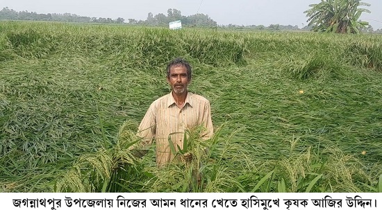 জগন্নাথপুরে আমন ধানের শীষে দুলছে কৃষকের স্বপ্ন