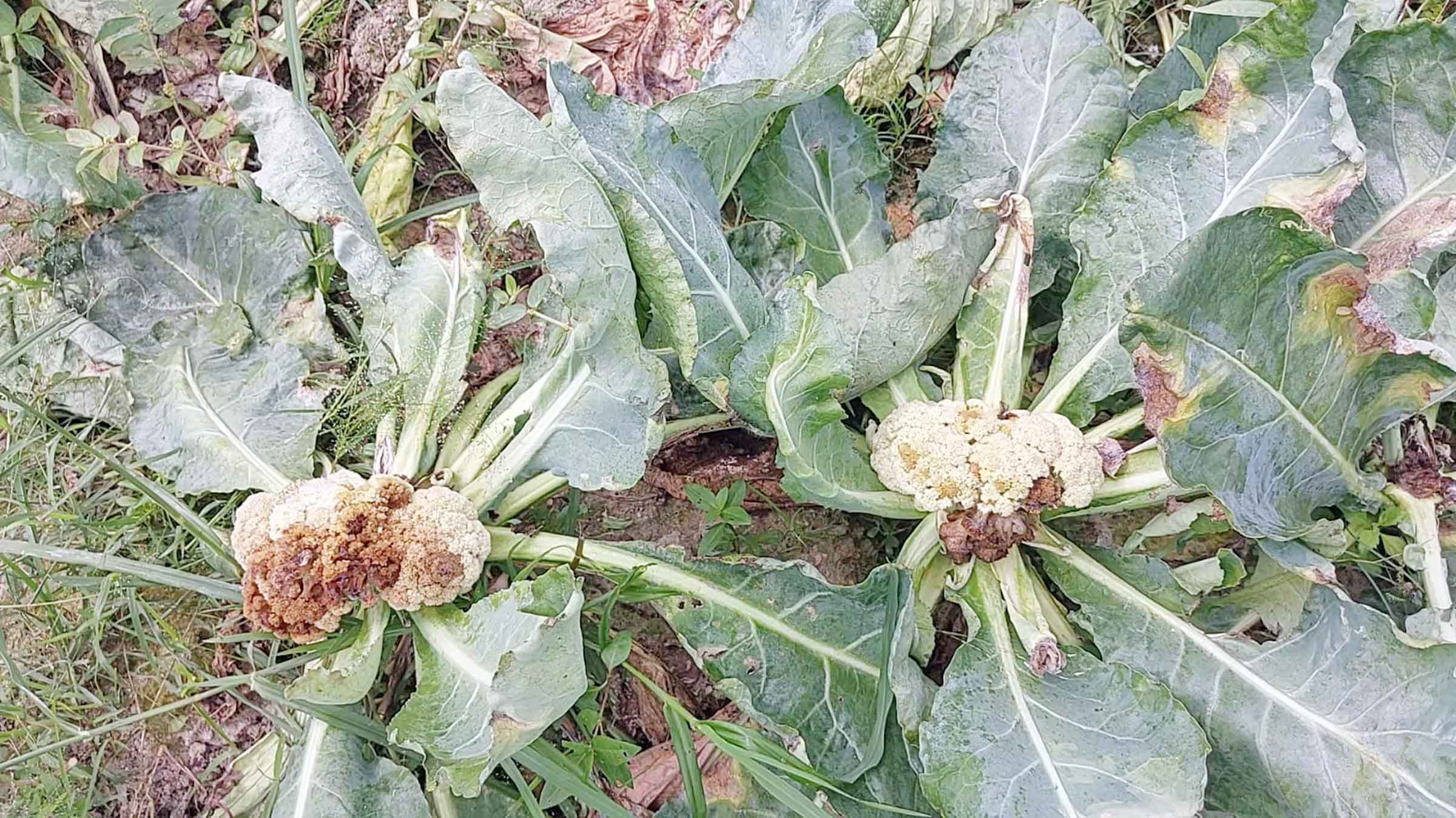 দুর্গাপুরে ছত্রাকনাশক স্প্রে করে জমির ফুলকপিতে পচন