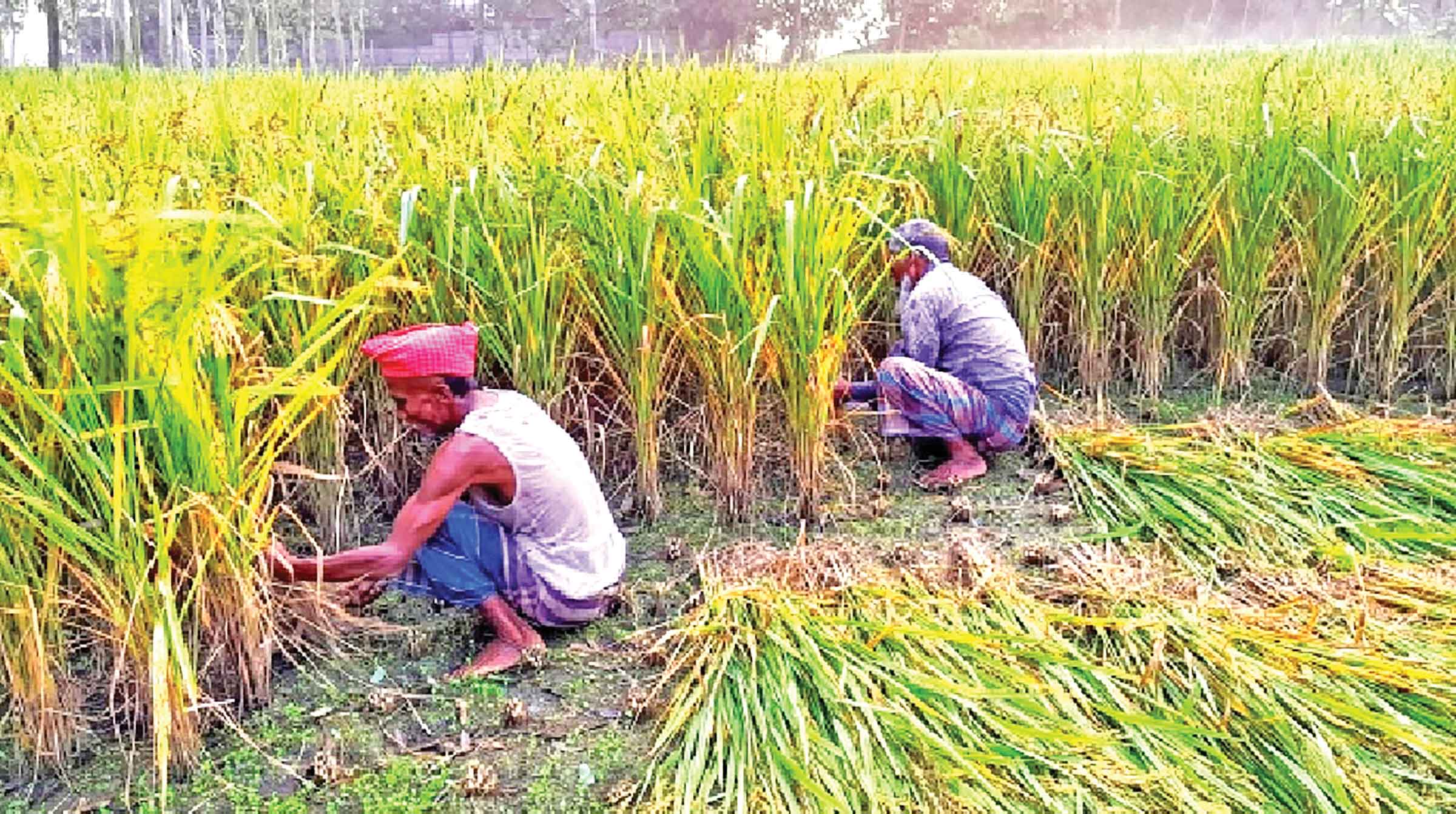 মাঠে মাঠে সোনারঙা ধানের ছড়াছড়ি