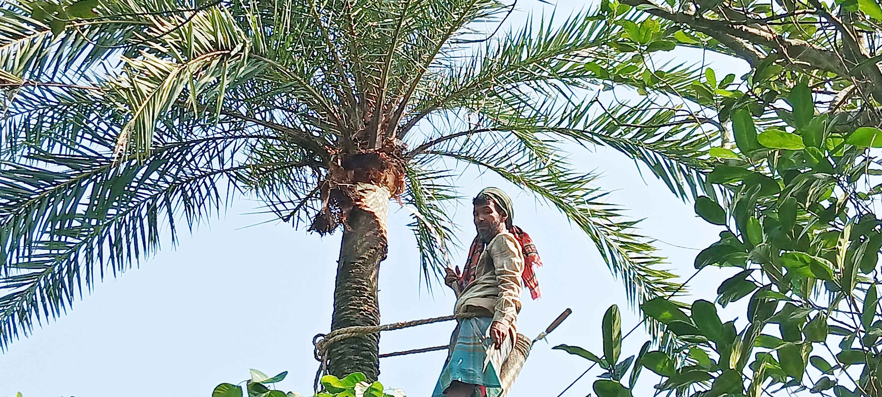 সখীপুরে খেজুর রস সংগ্রহে গাছ প্রস্তুতে ব্যস্ত গাছিরা