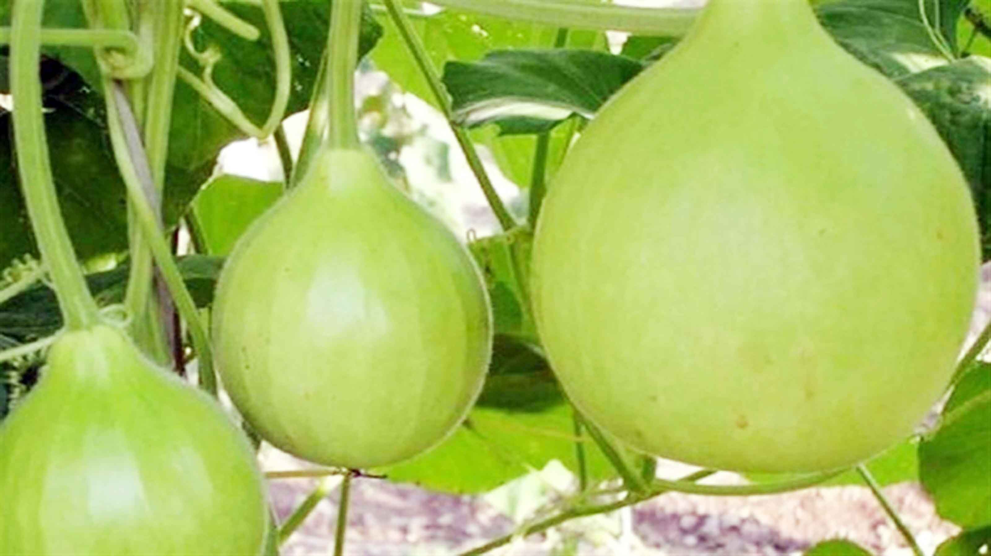 কম পরিশ্রমের ফসল লাউ আবাদে ভাগ্য বদল