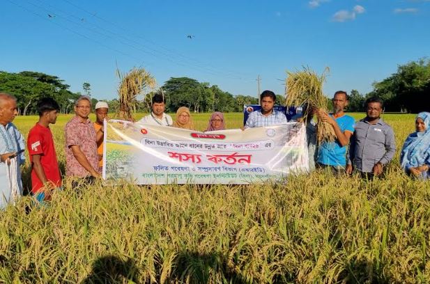 কৃষকের মুখে হাসি ফোটাচ্ছে উচ্চফলনশীল ‘বিনা ধান২৬’