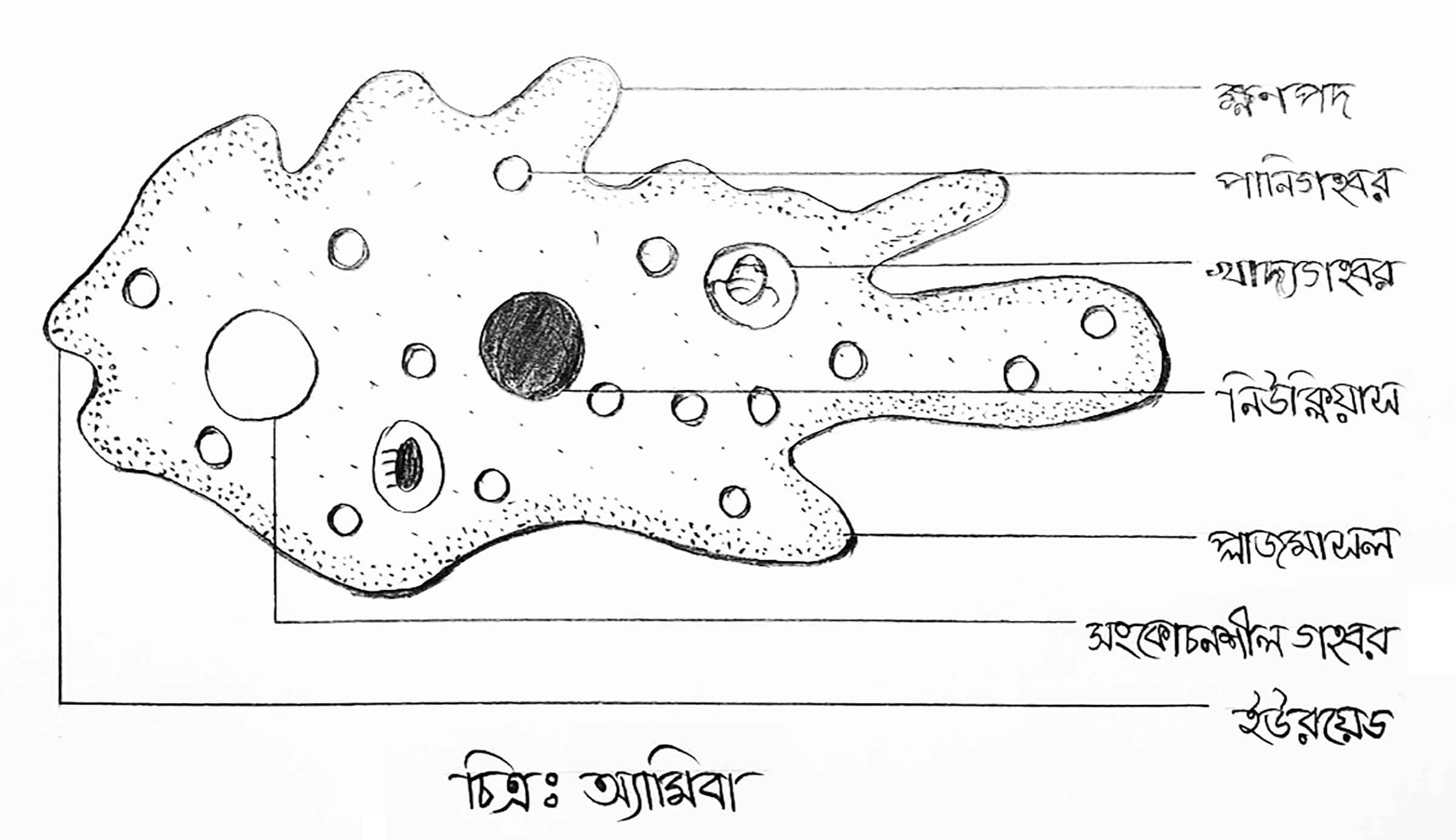ষষ্ঠ শ্রেণির বিজ্ঞান অনুসন্ধানী