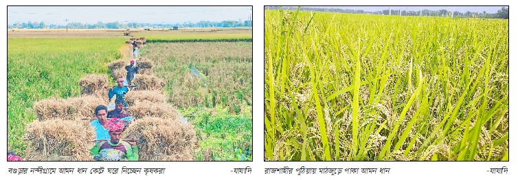 নন্দীগ্রামের মাঠজুড়ে আমন কাটার ধুম