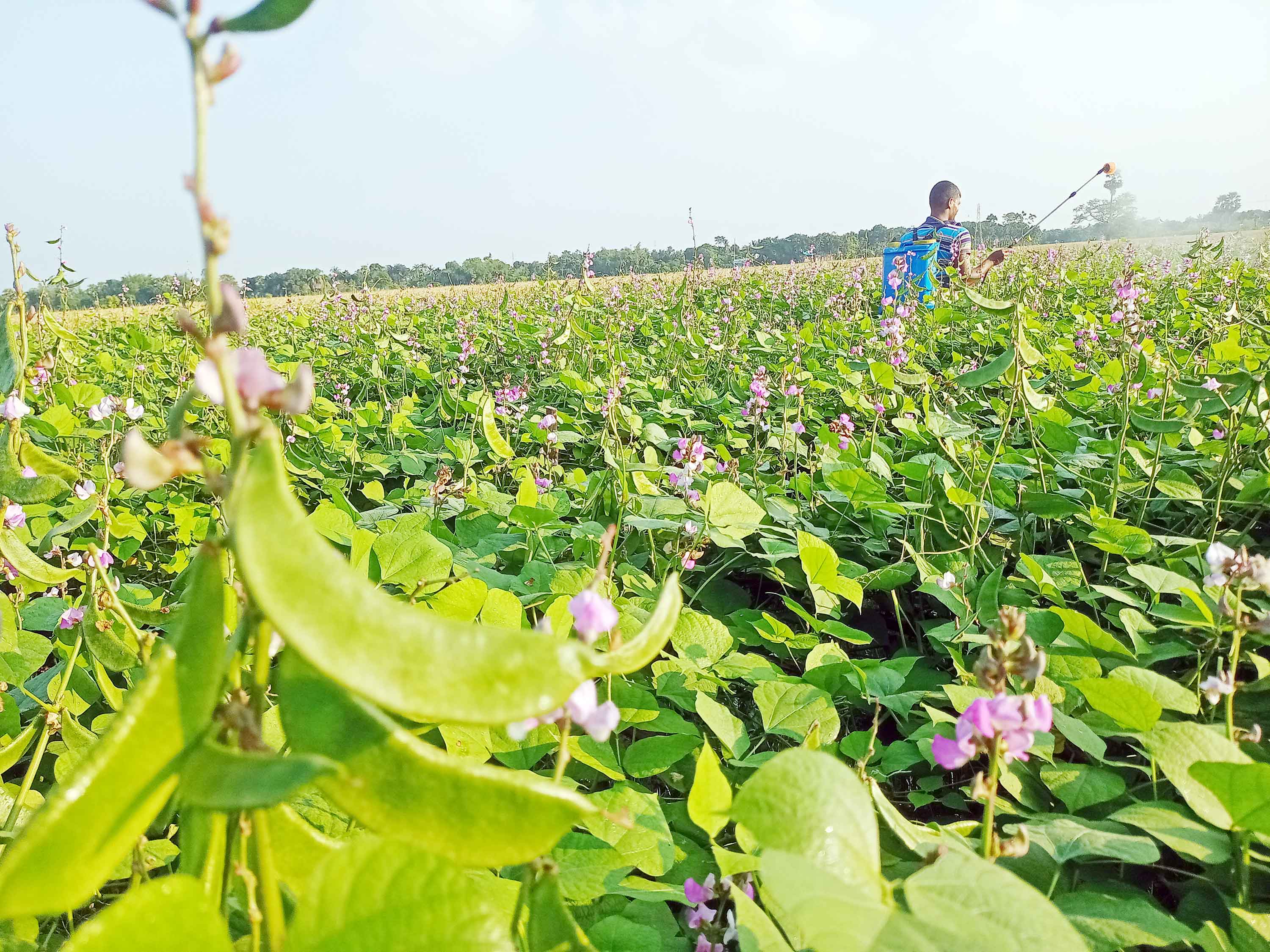 ঈশ্বরদীতে বাতাসে 'বিষের গন্ধ'